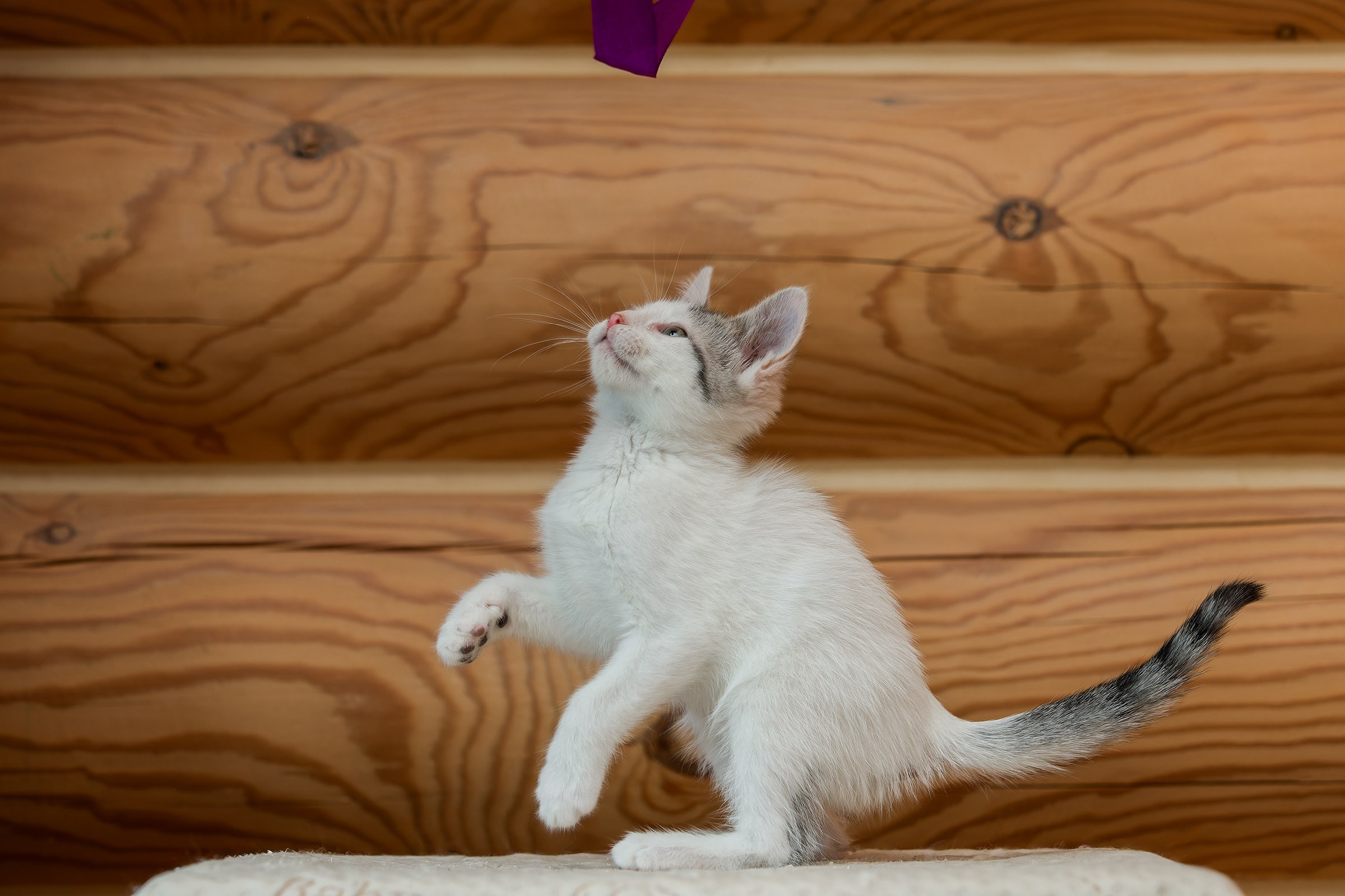 Котята. Irenephoto.ru