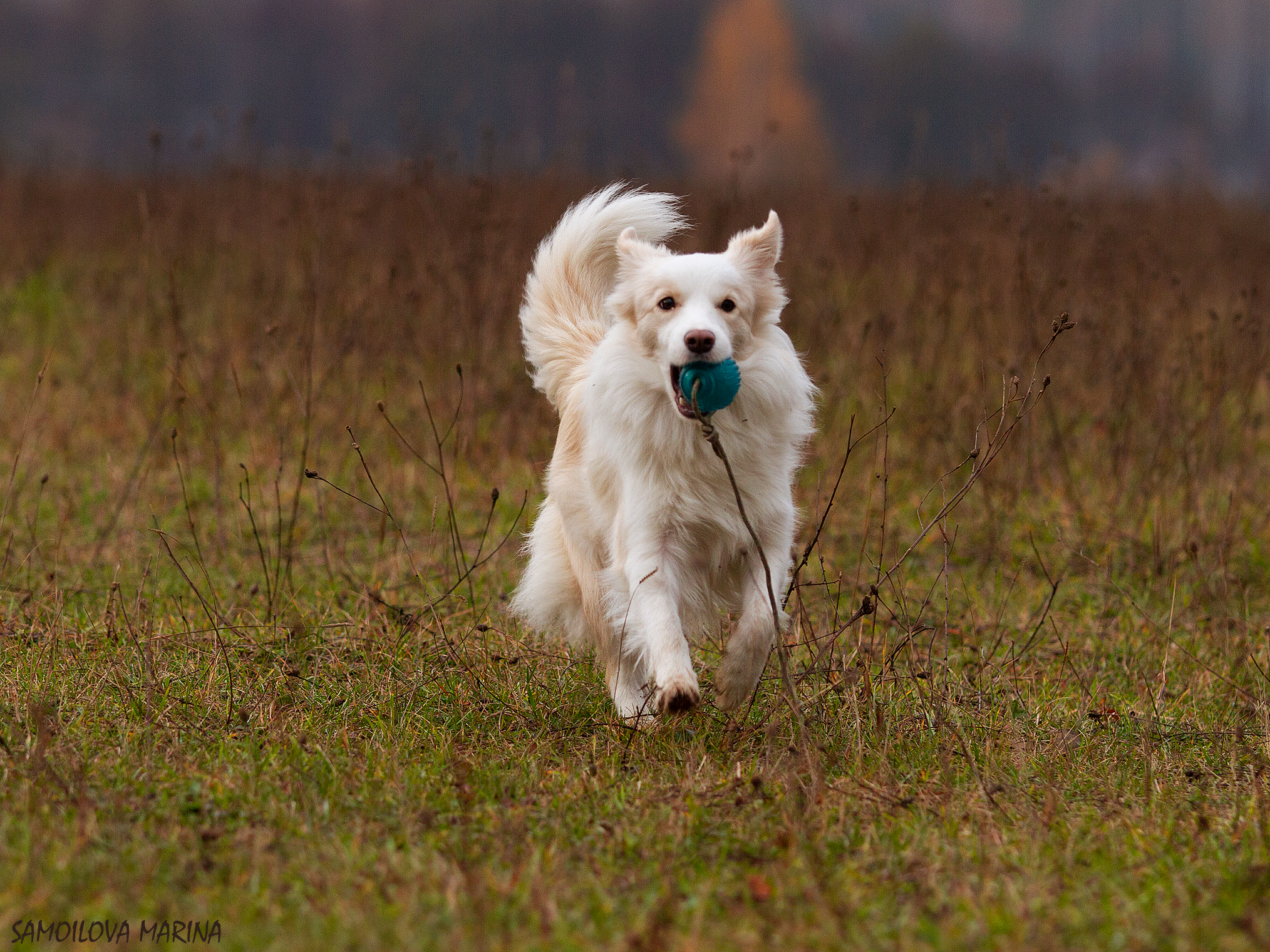 Собаки. Фотограф-анималист в Москве и МО Самойлова Марина