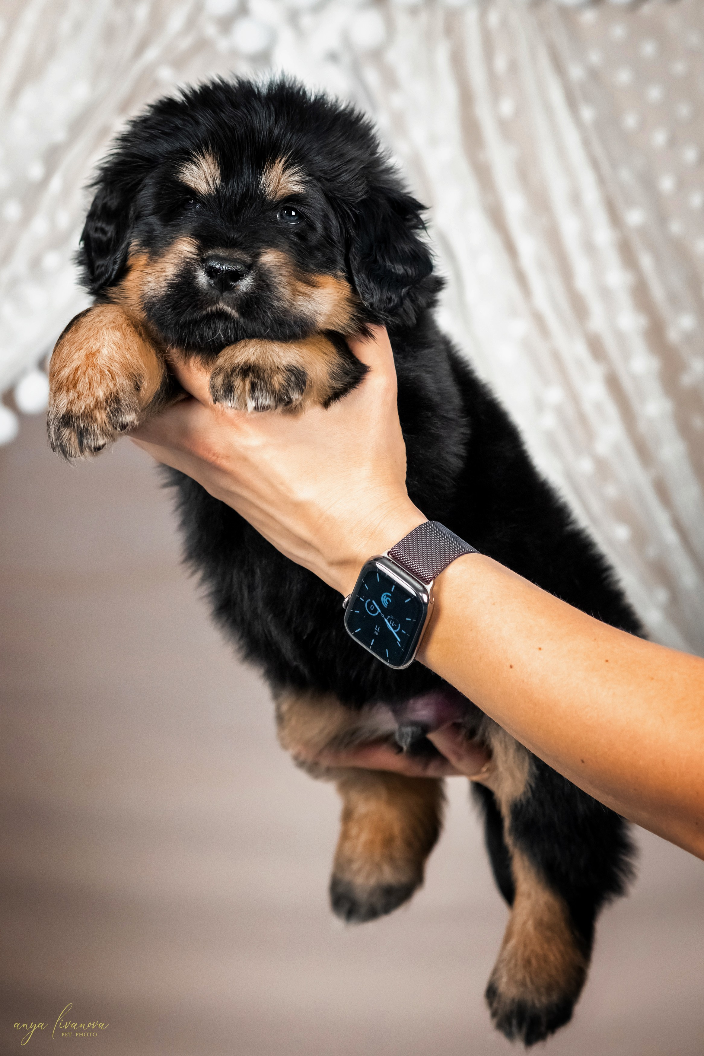 Тибеты. Фотограф анималист Аня Ливанова | Рыбинск