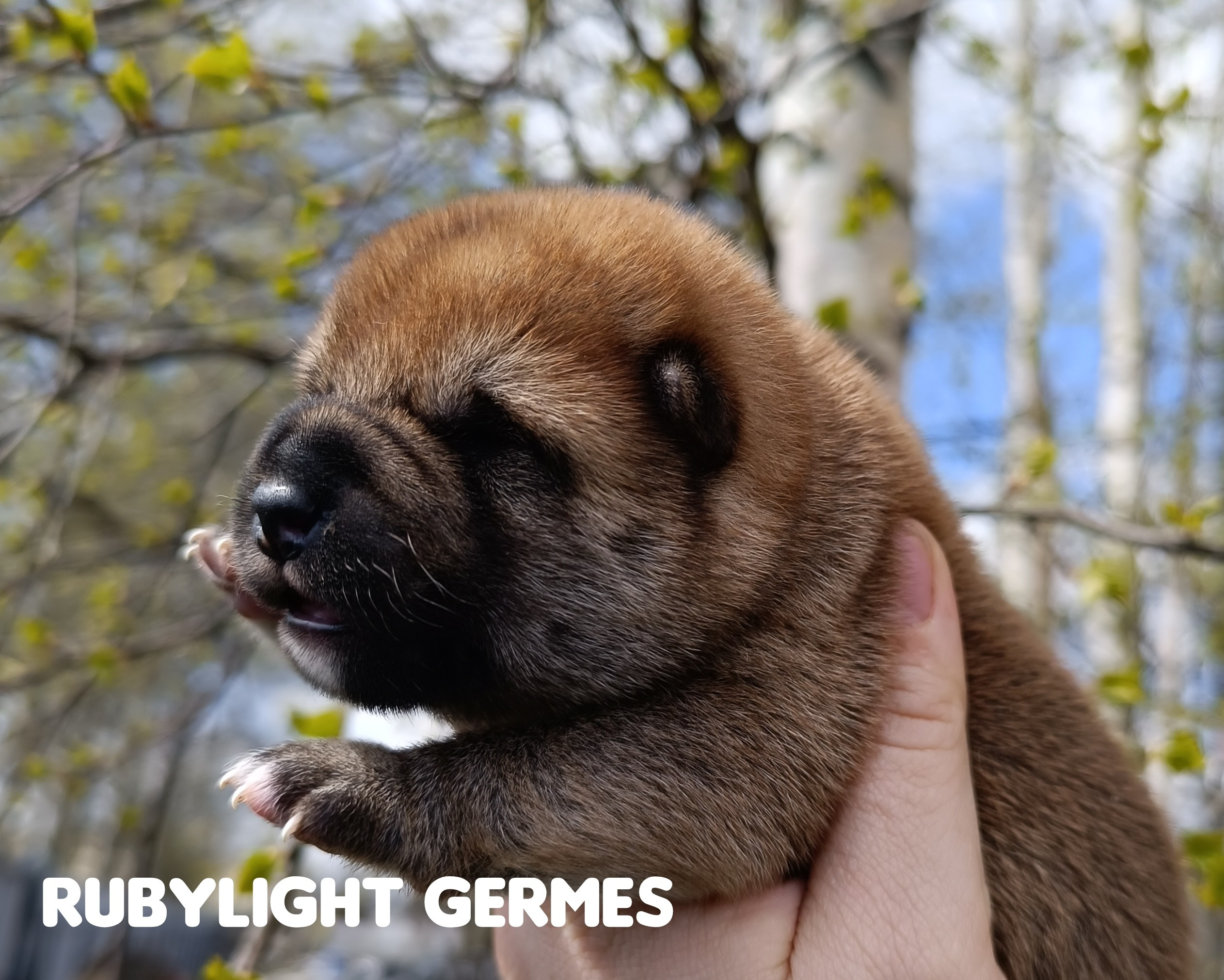 Сиба Rubylight Germes питомник Рубилайт