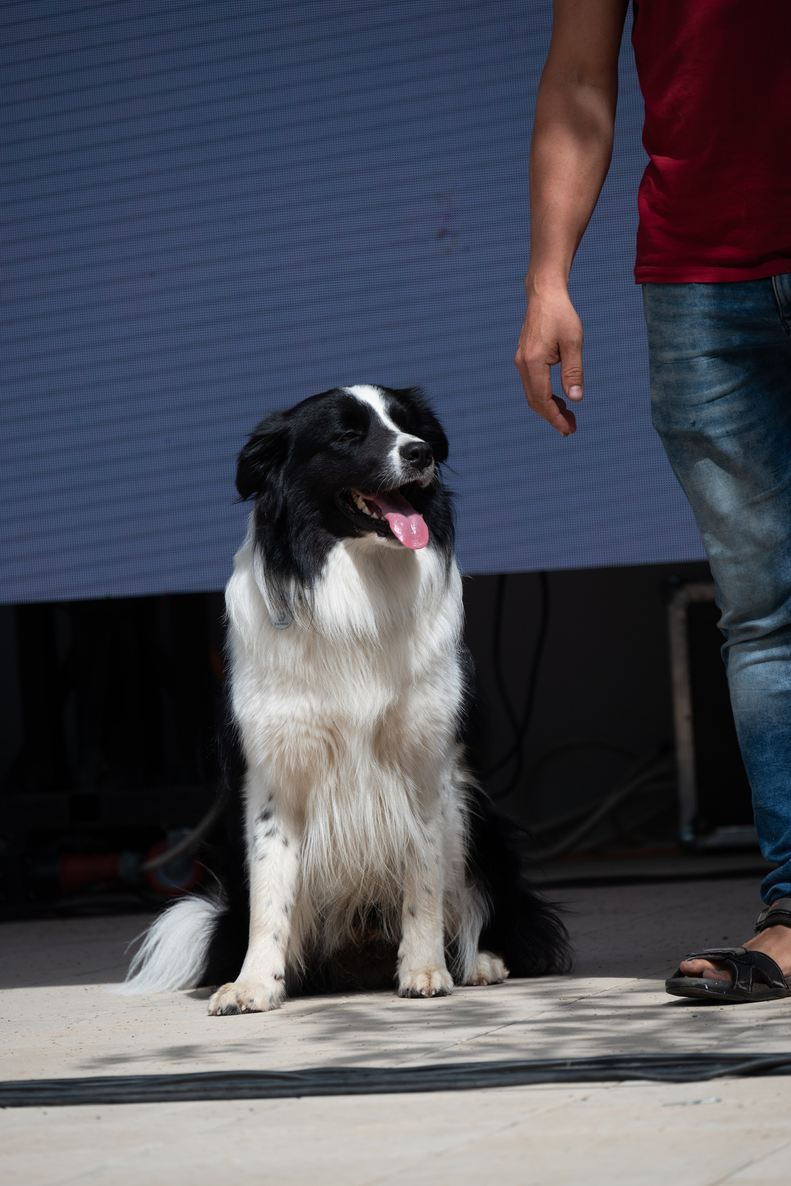 Pets Fest. Юлия Чайко, фотограф в Минске