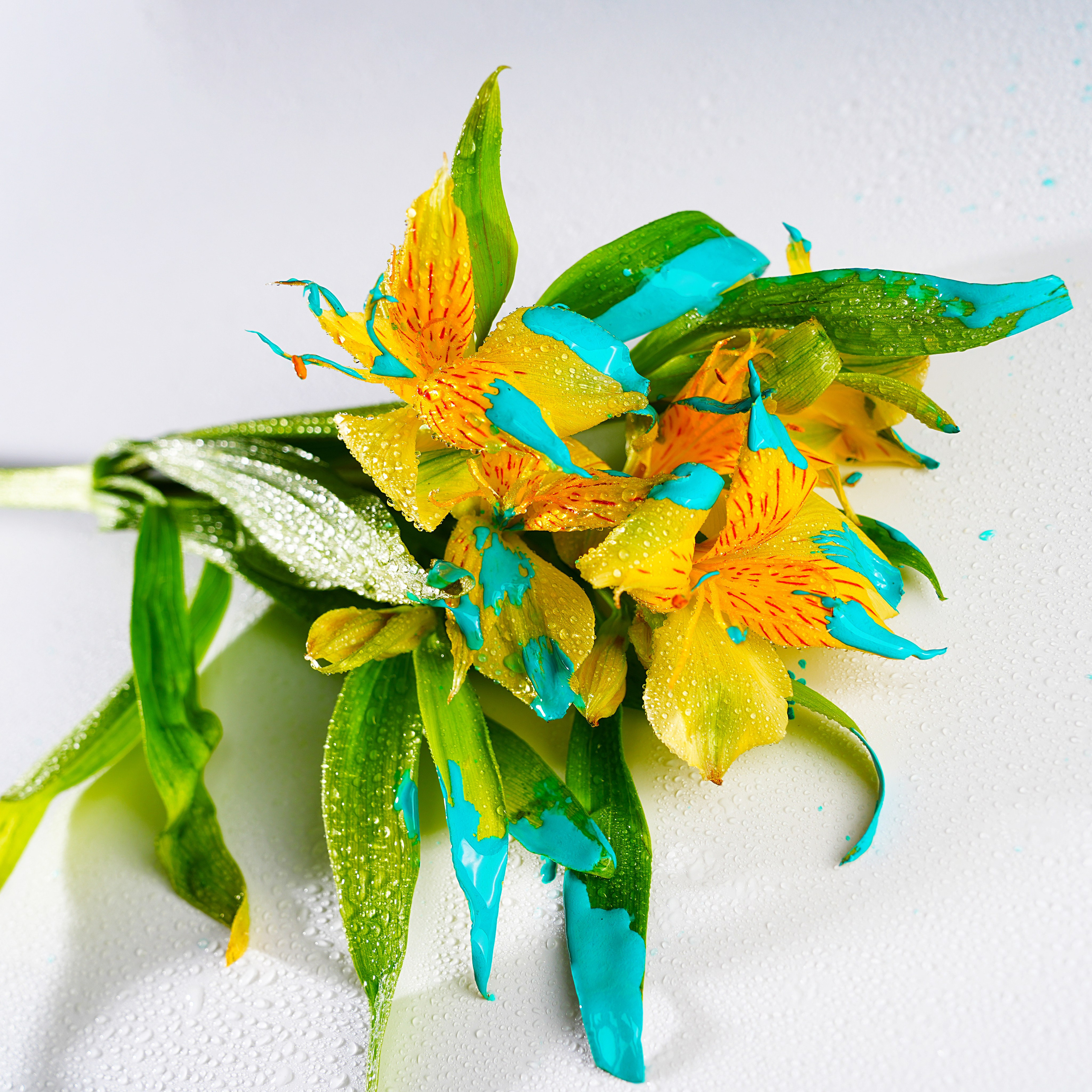 Предметная фотосъёмка. Фотограф, видеооператор Нина Коршунова