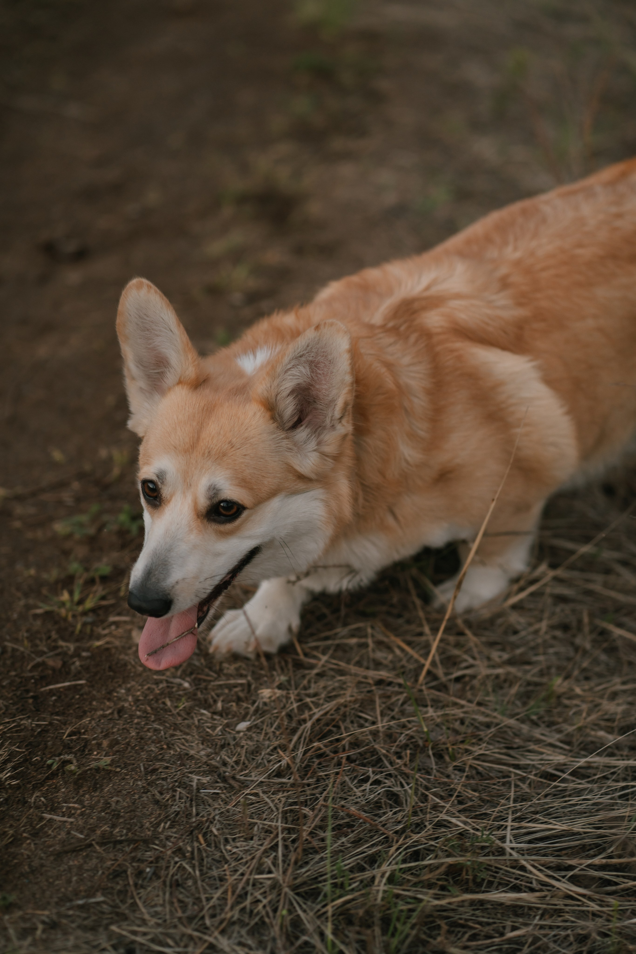 На закате. Евгения Арефьева — свадебный и портретный фотограф в Чите