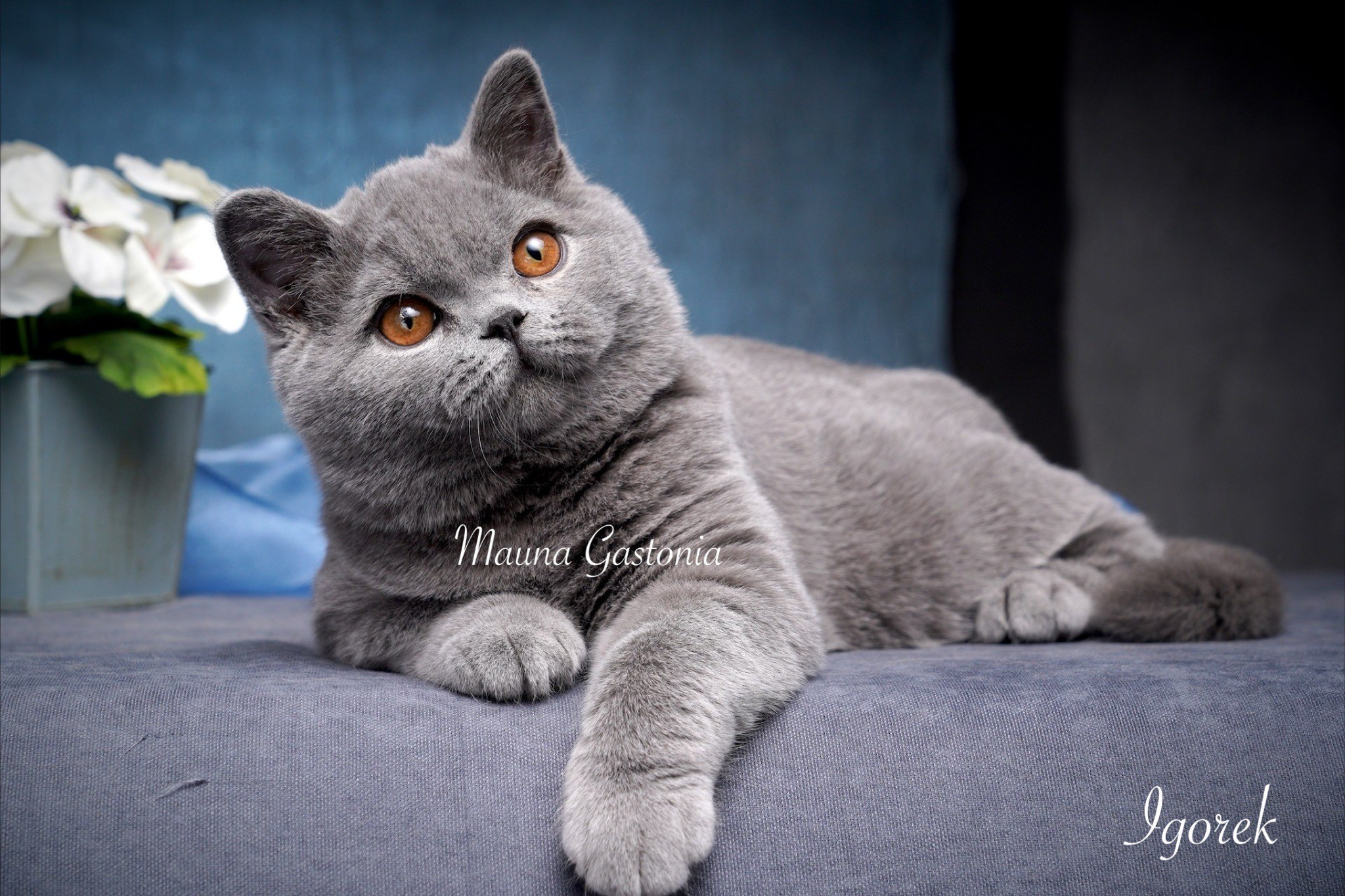 Igorek. Mauna Gastonia