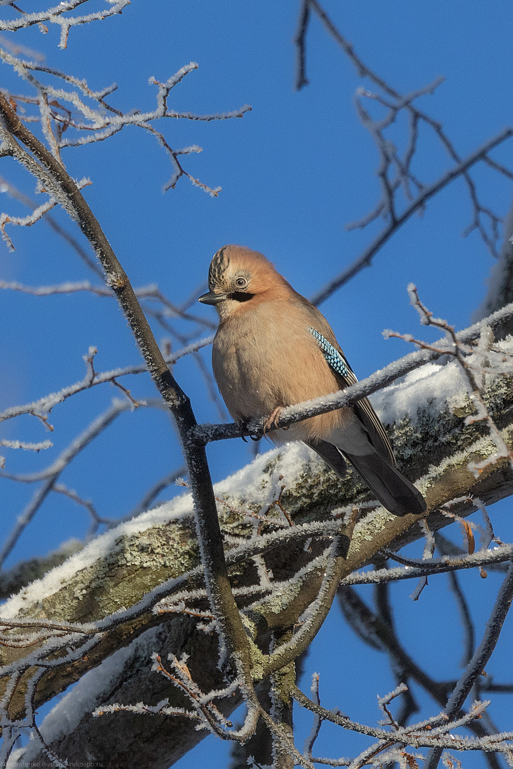 Сойка. Архитектурный и пейзажный фотограф Кондратенко Руслан, Санкт-Петербург