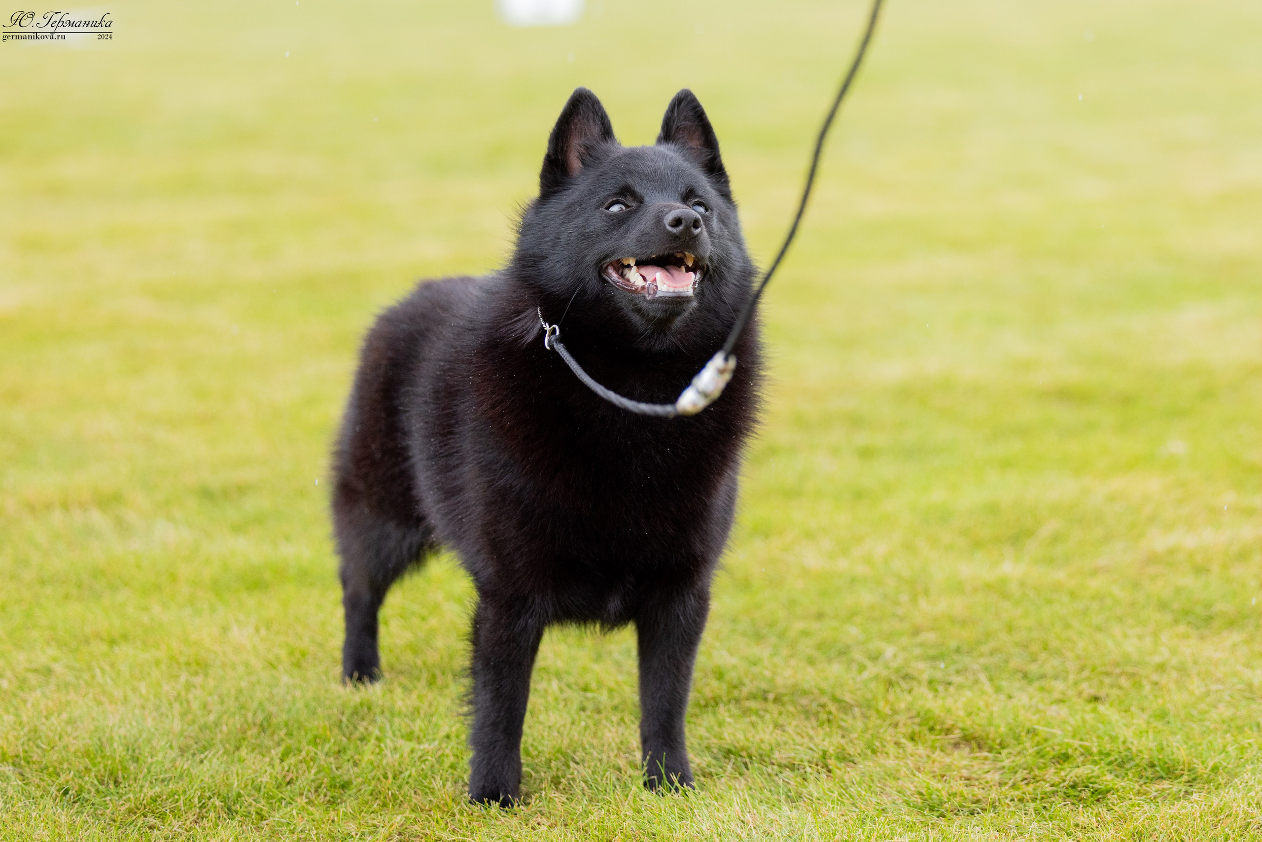 Ярославль 21.07.24 и Балашиха 13.07.24. Фотограф-анималист Юлия Германика
