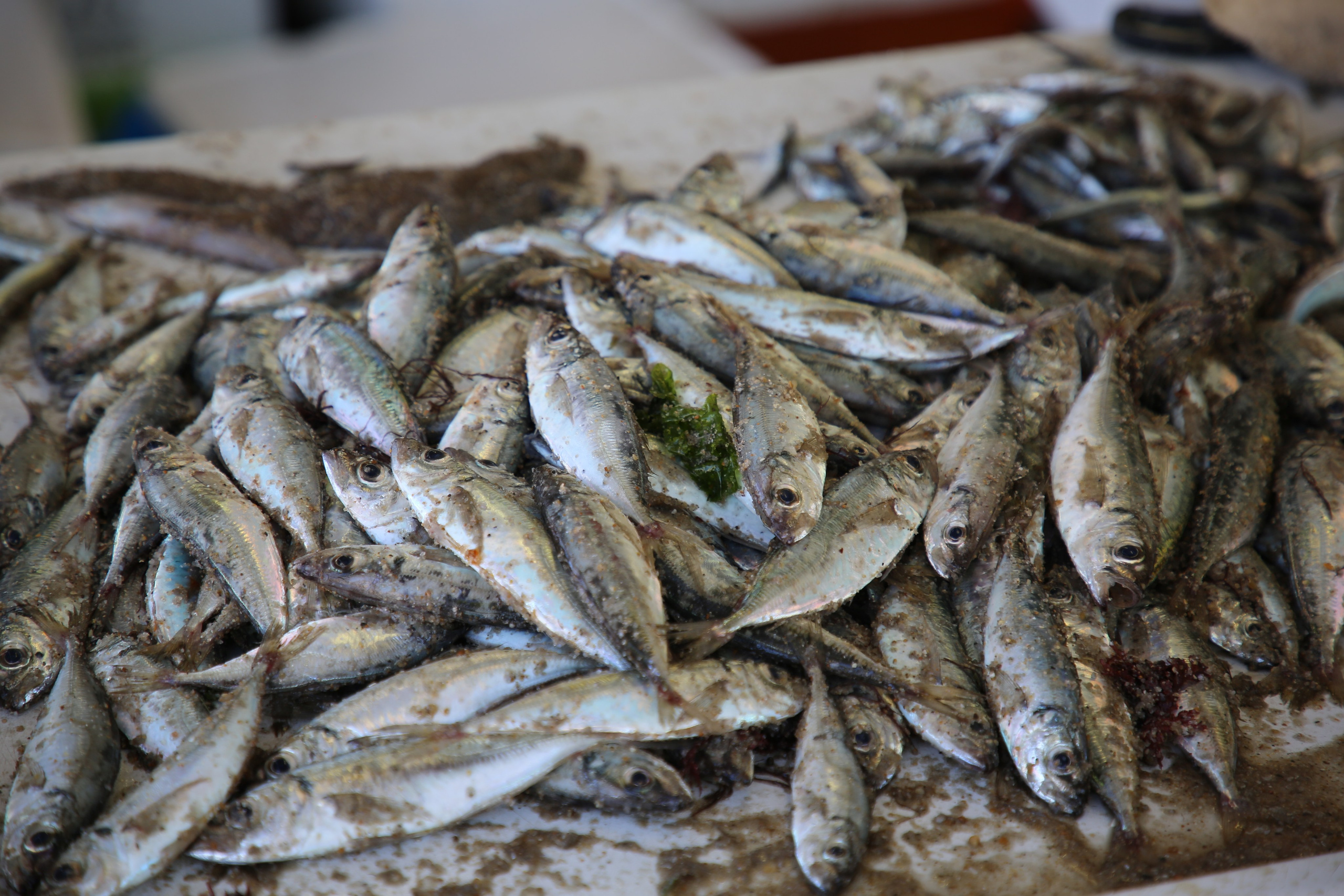 Espihnio, Portugal. Andrey Filippov Photographer