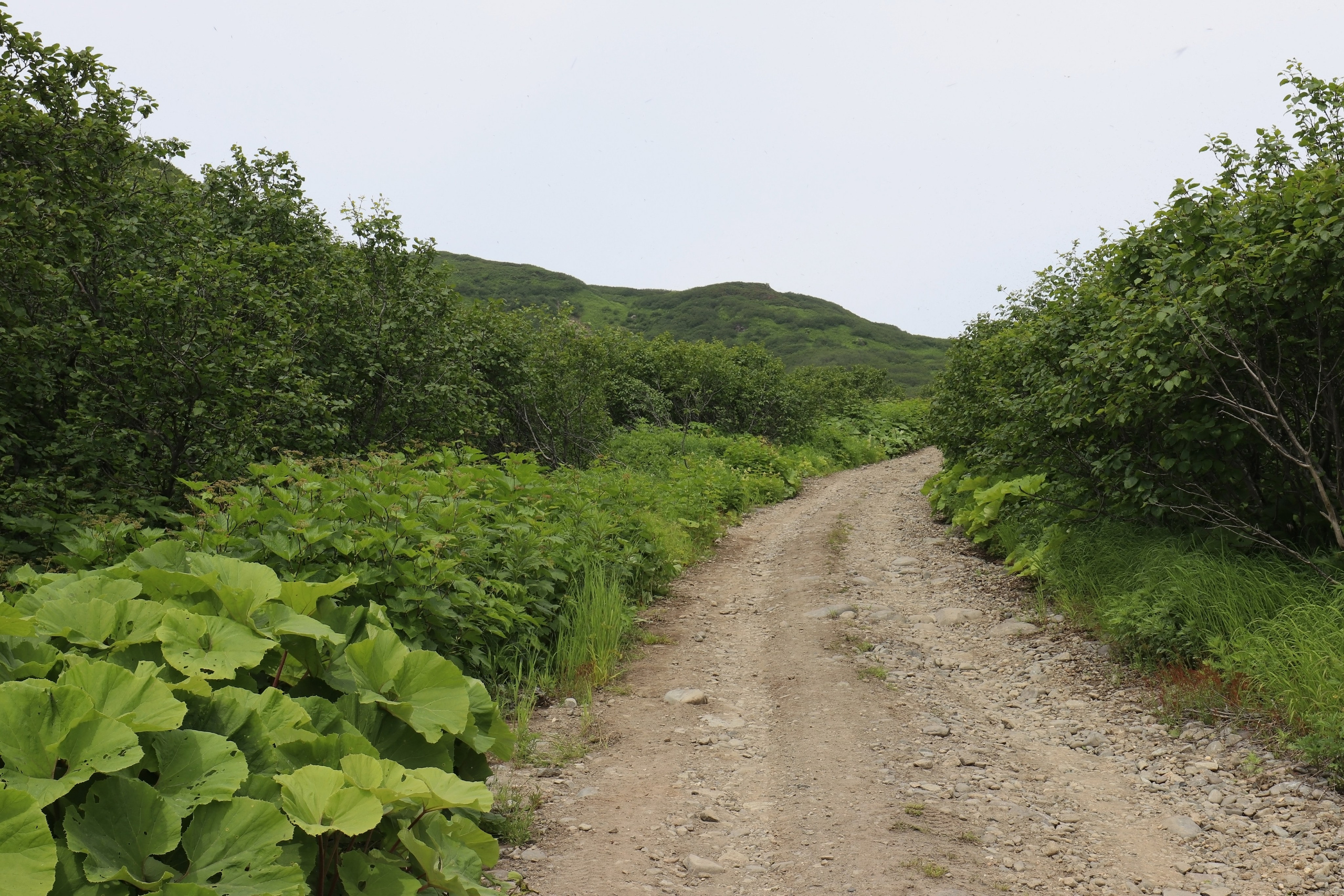 По дороге к вулкану Эбеко, о. Парамушир (Курилы)