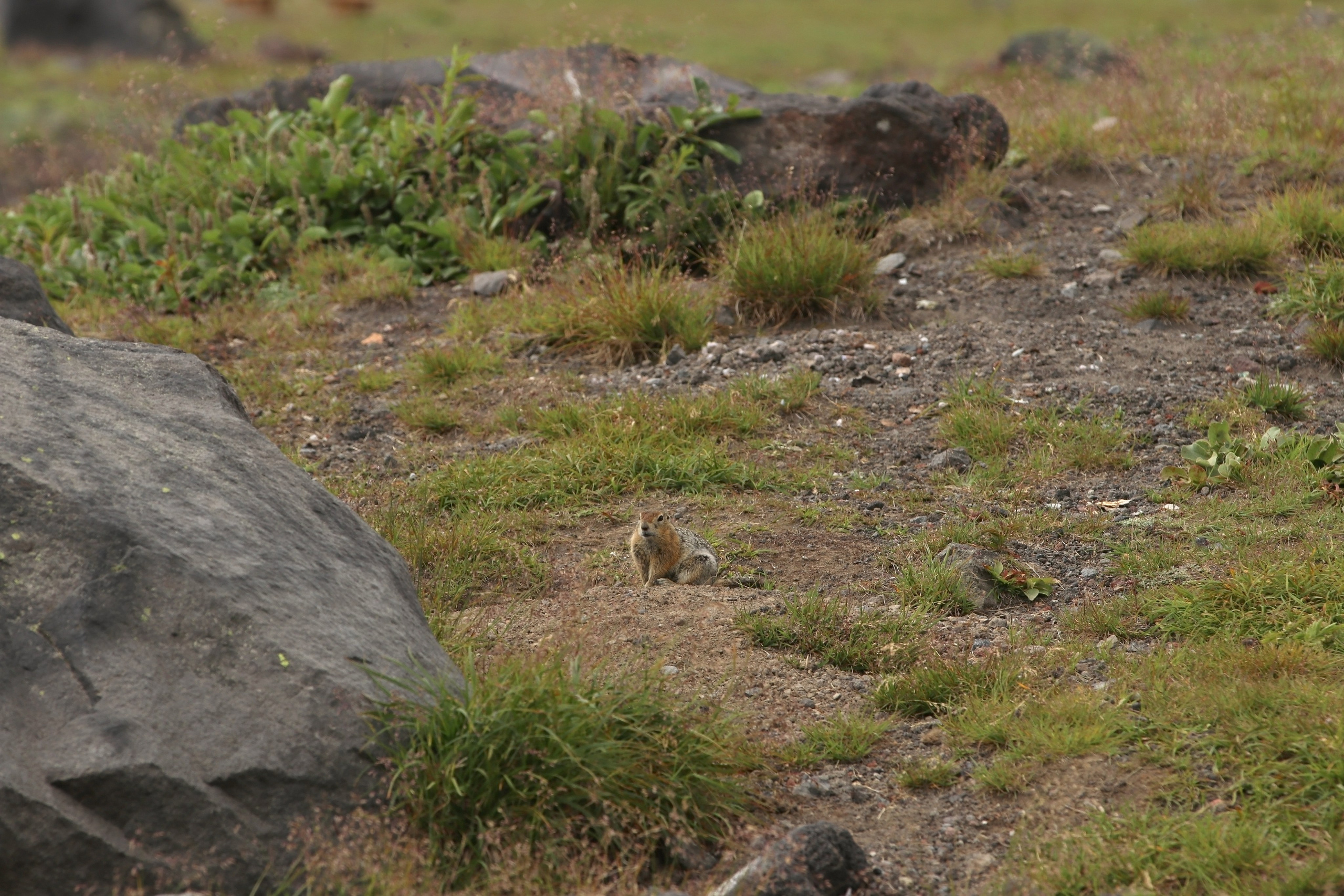 Евражка - камчатский суслик