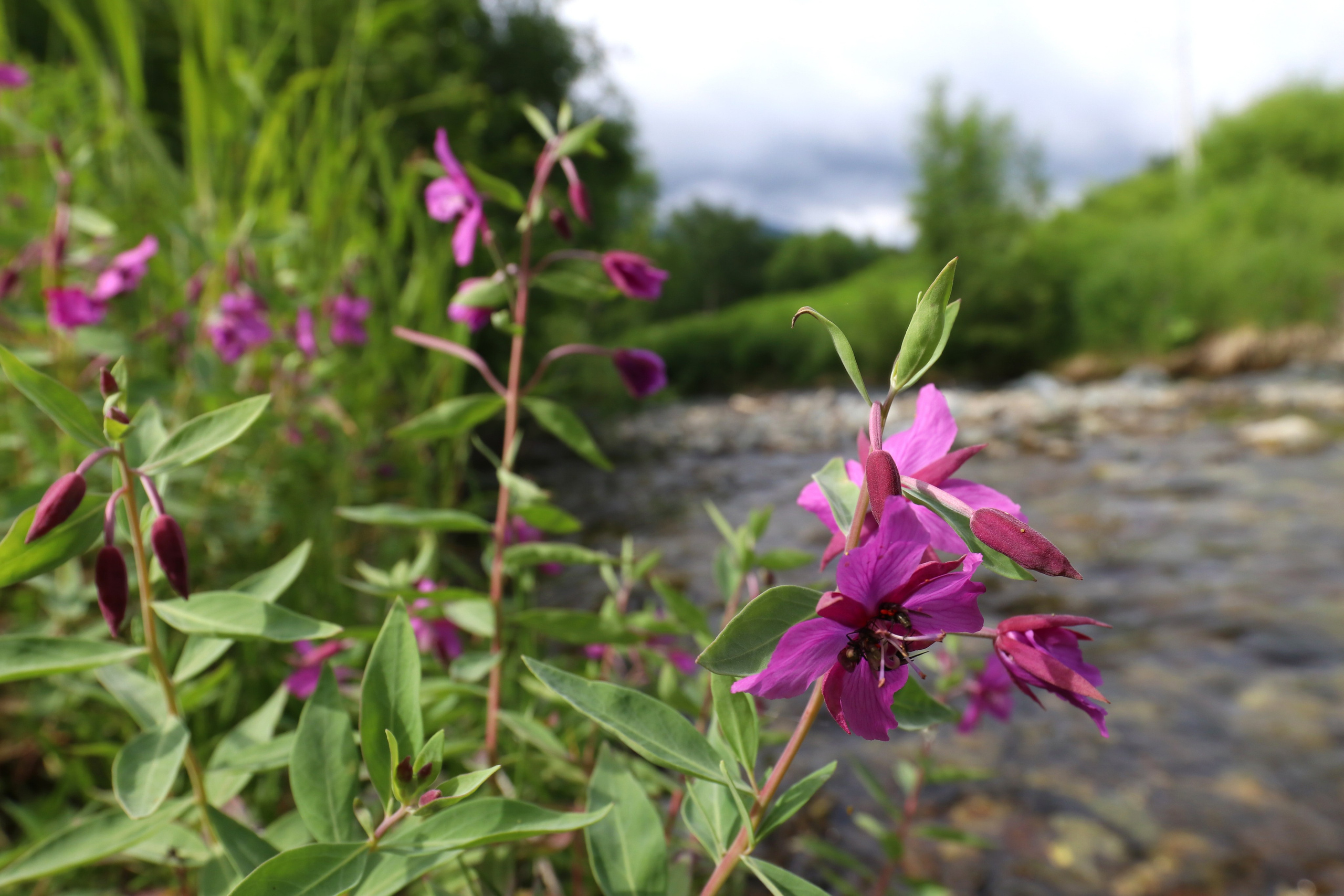 Камчатка и о. Парамушир. Июль 2024. Путешественник-фотограф из Санкт-Петербурга Татьяна Свистулина