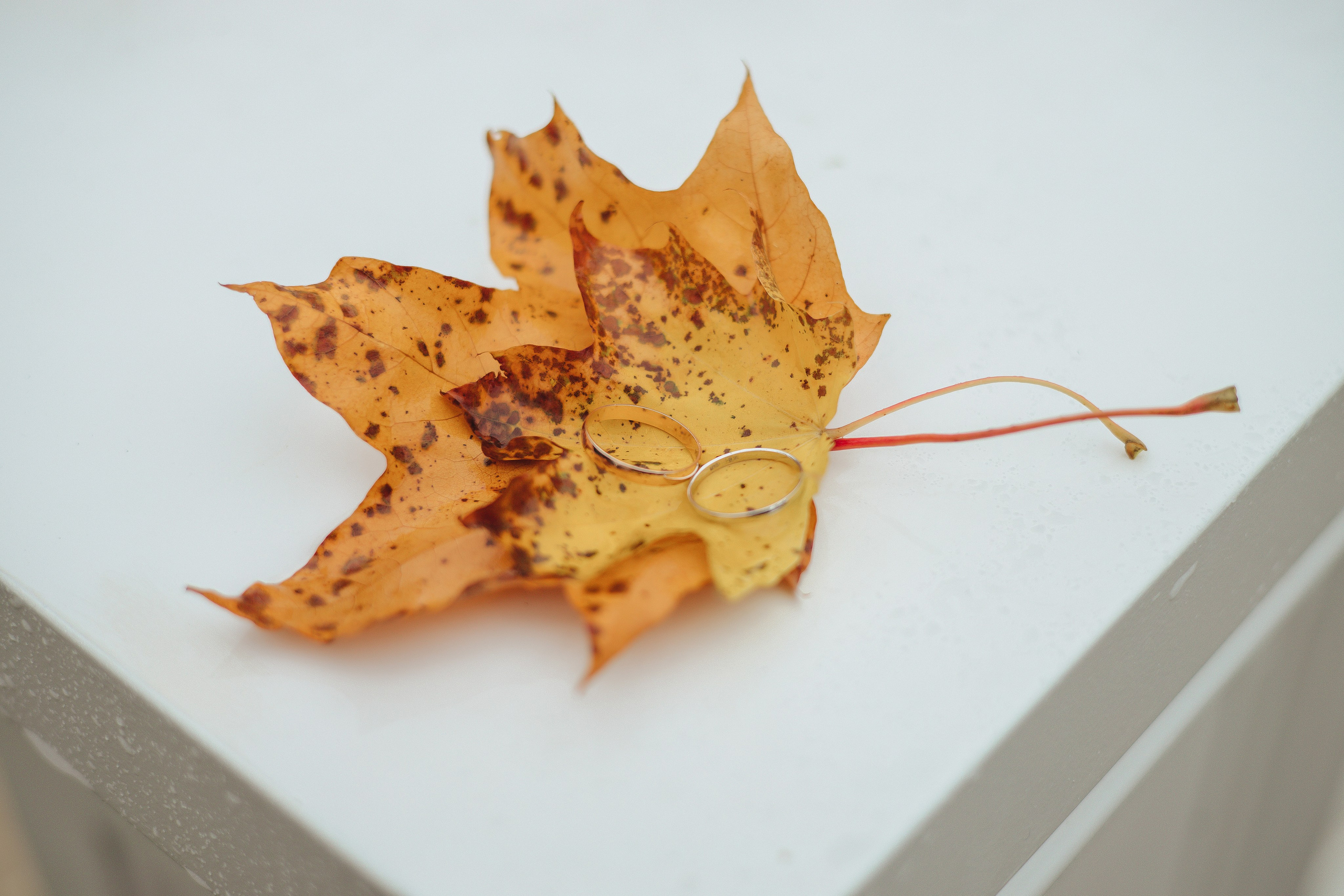 Антон & Даша. Царское Село, осень. Свадебный и семейный фотограф Пушкин Царское Село СПБ Питер Санкт-Петербург и Рязань Ольга Козлова