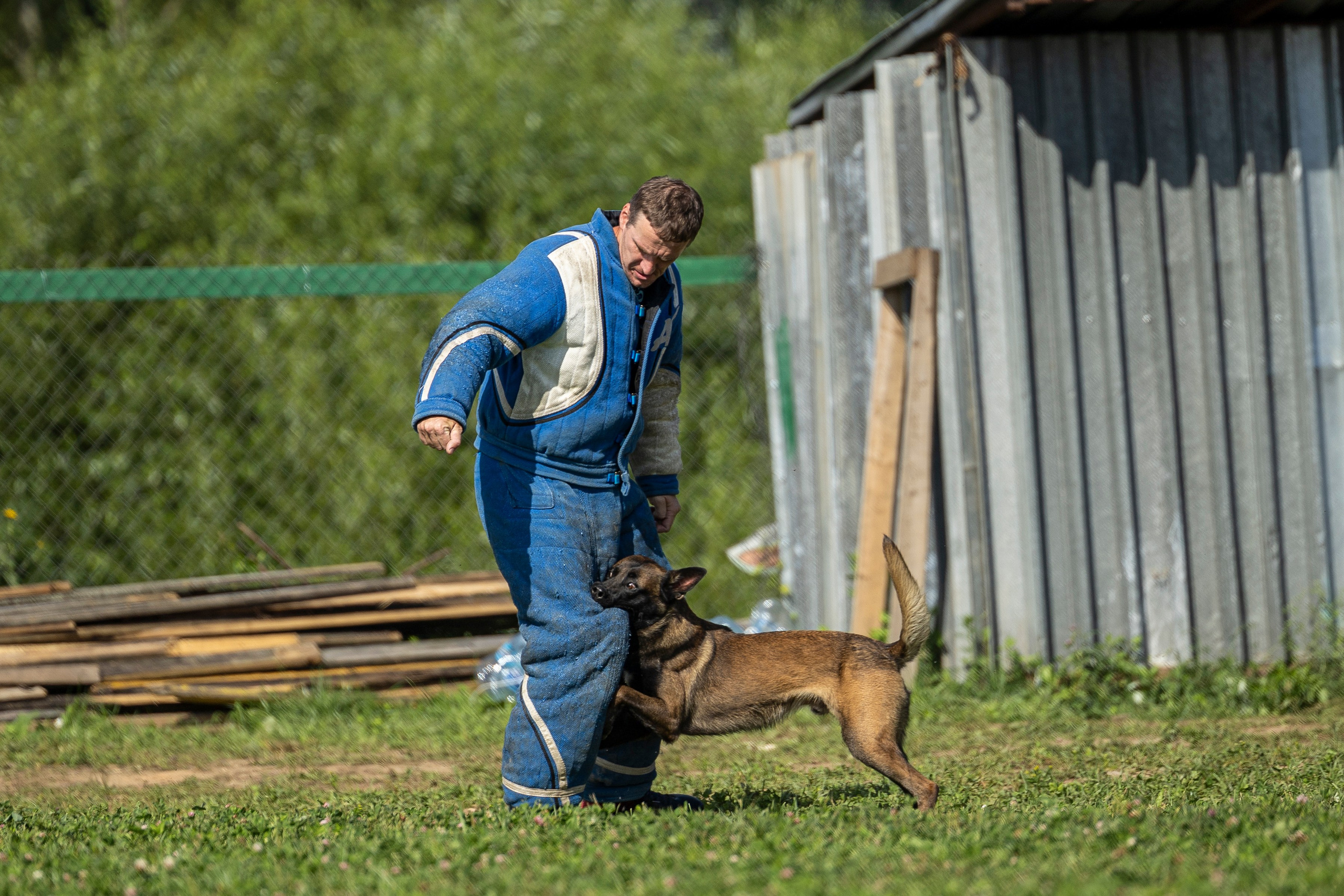 Соревнования по Мондьорингу г. Вологда 10-11.08.2024. Фотограф-анималист Анна Маринич