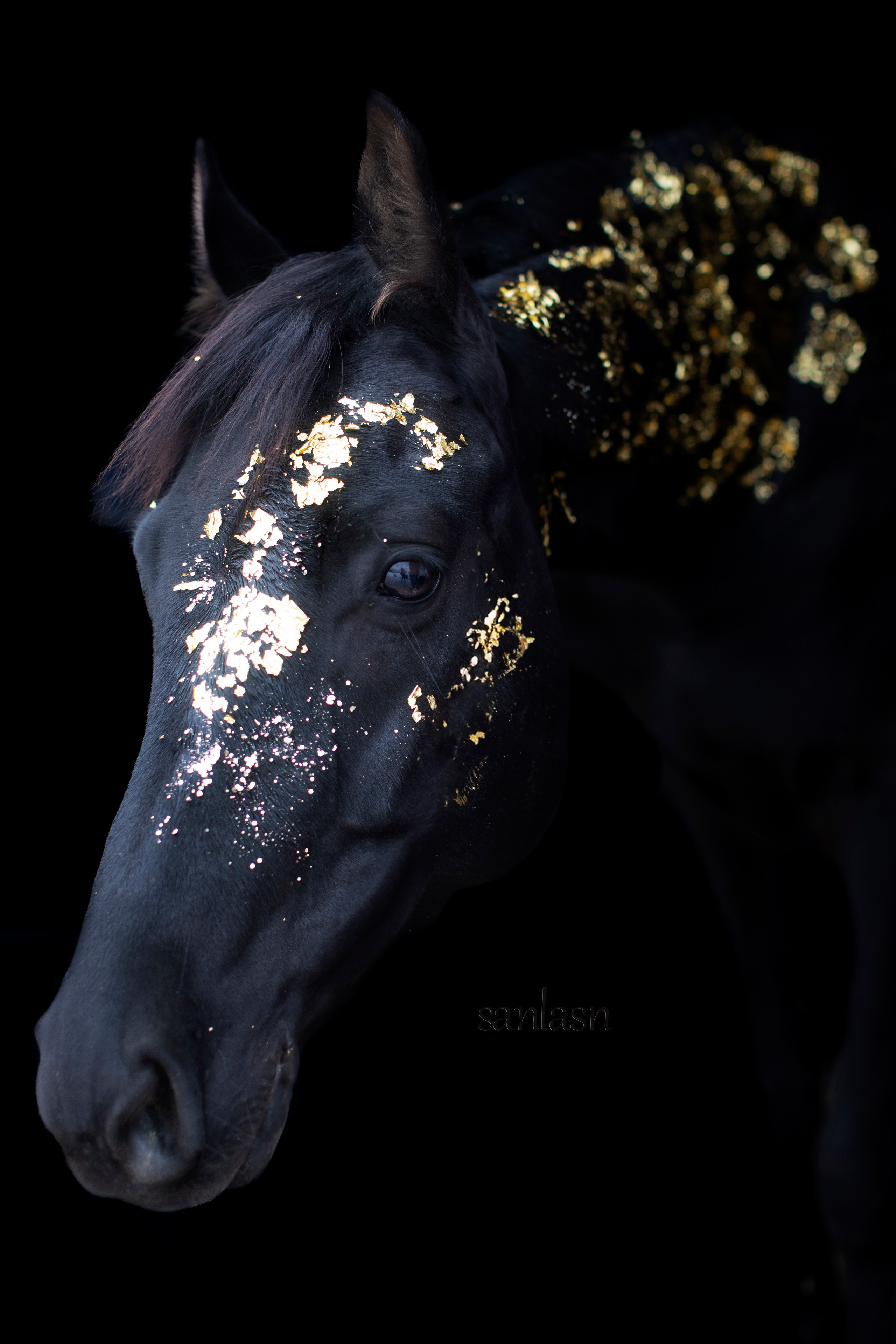 Животные. Фотограф в Москве и в Московской области Сандра