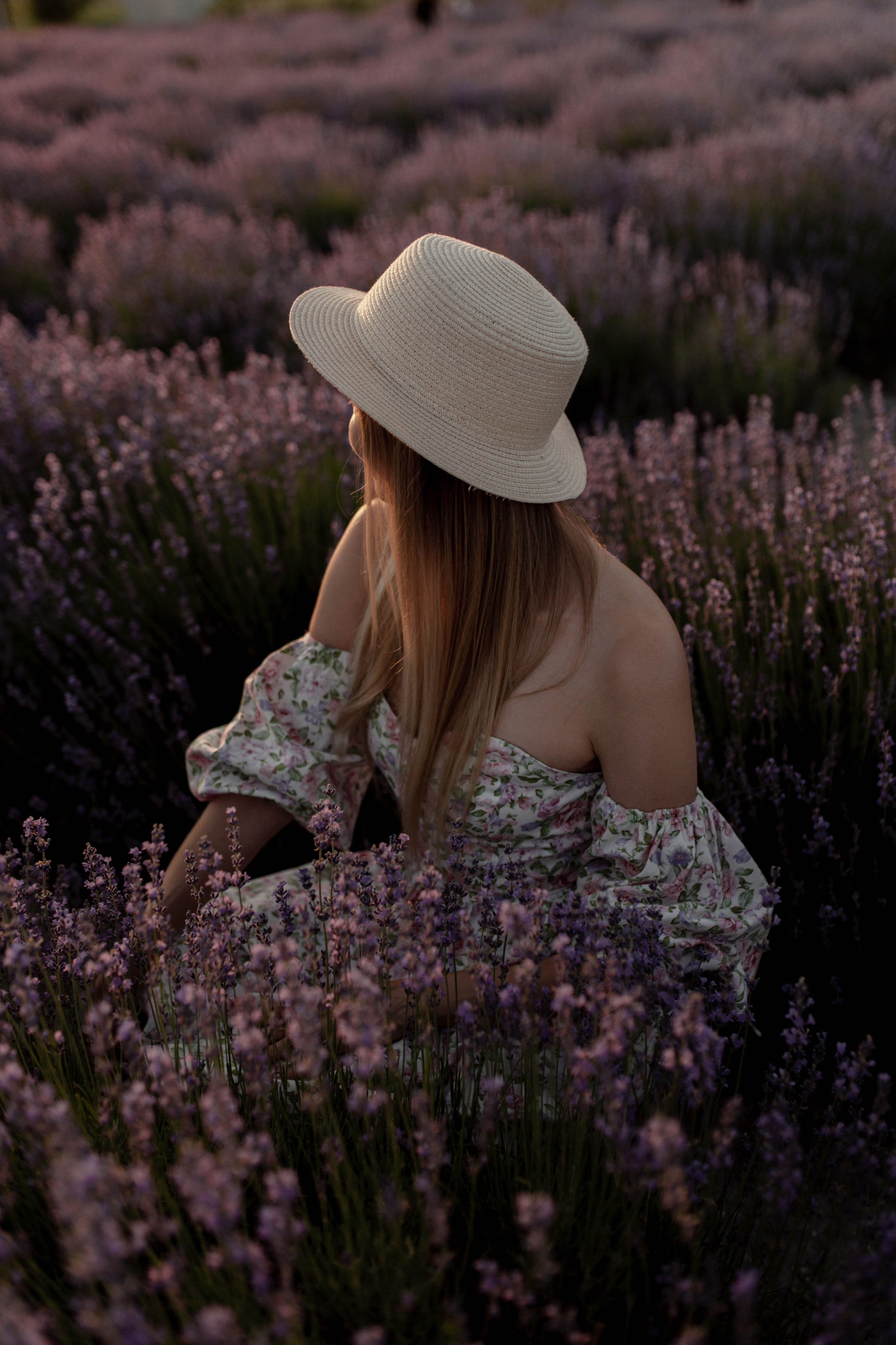 Лаванда. Фотограф Трифон Мира