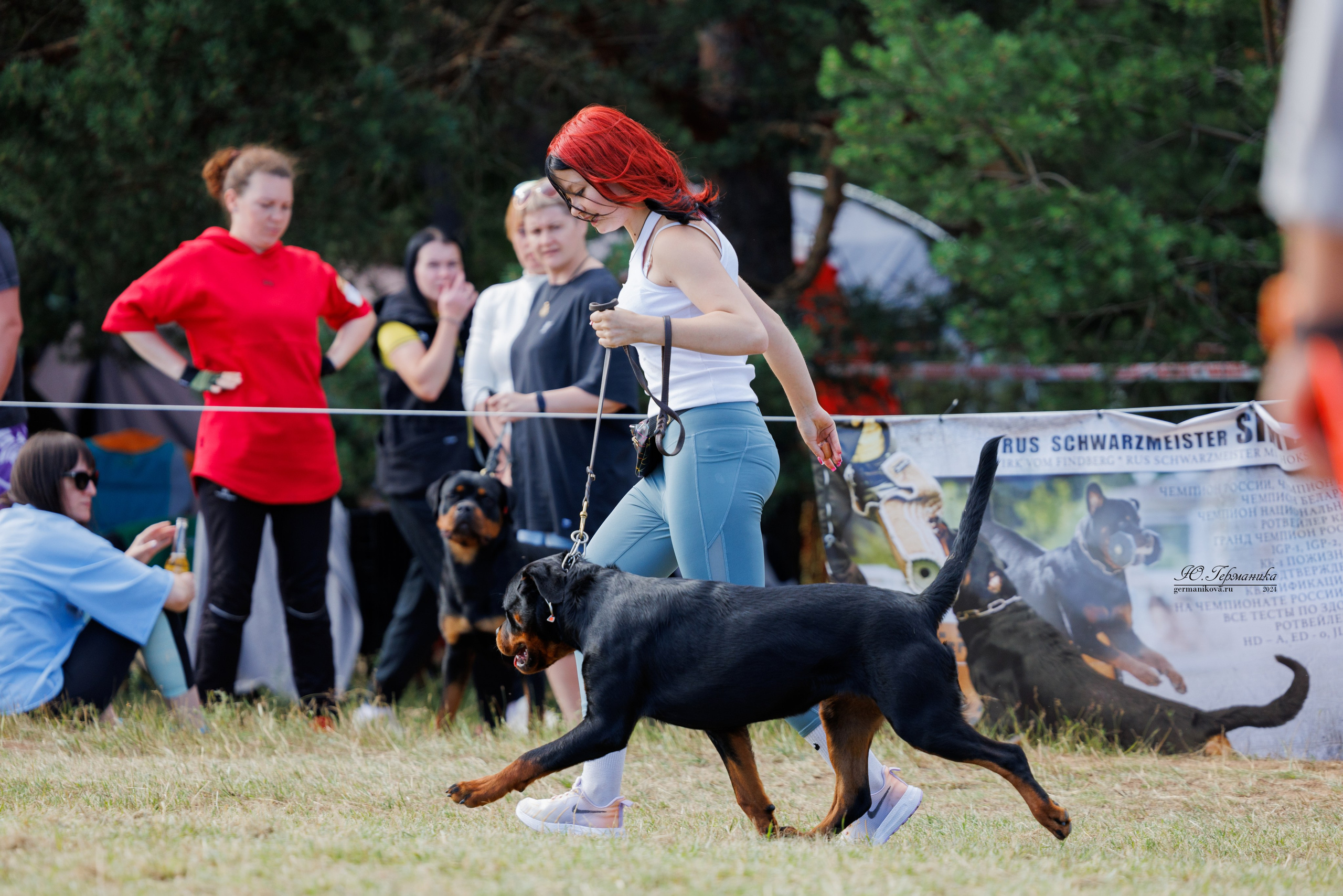 ПК и КЧК ротвейлеры Тверь 6-7.07.2024. Фотограф-анималист Юлия Германика