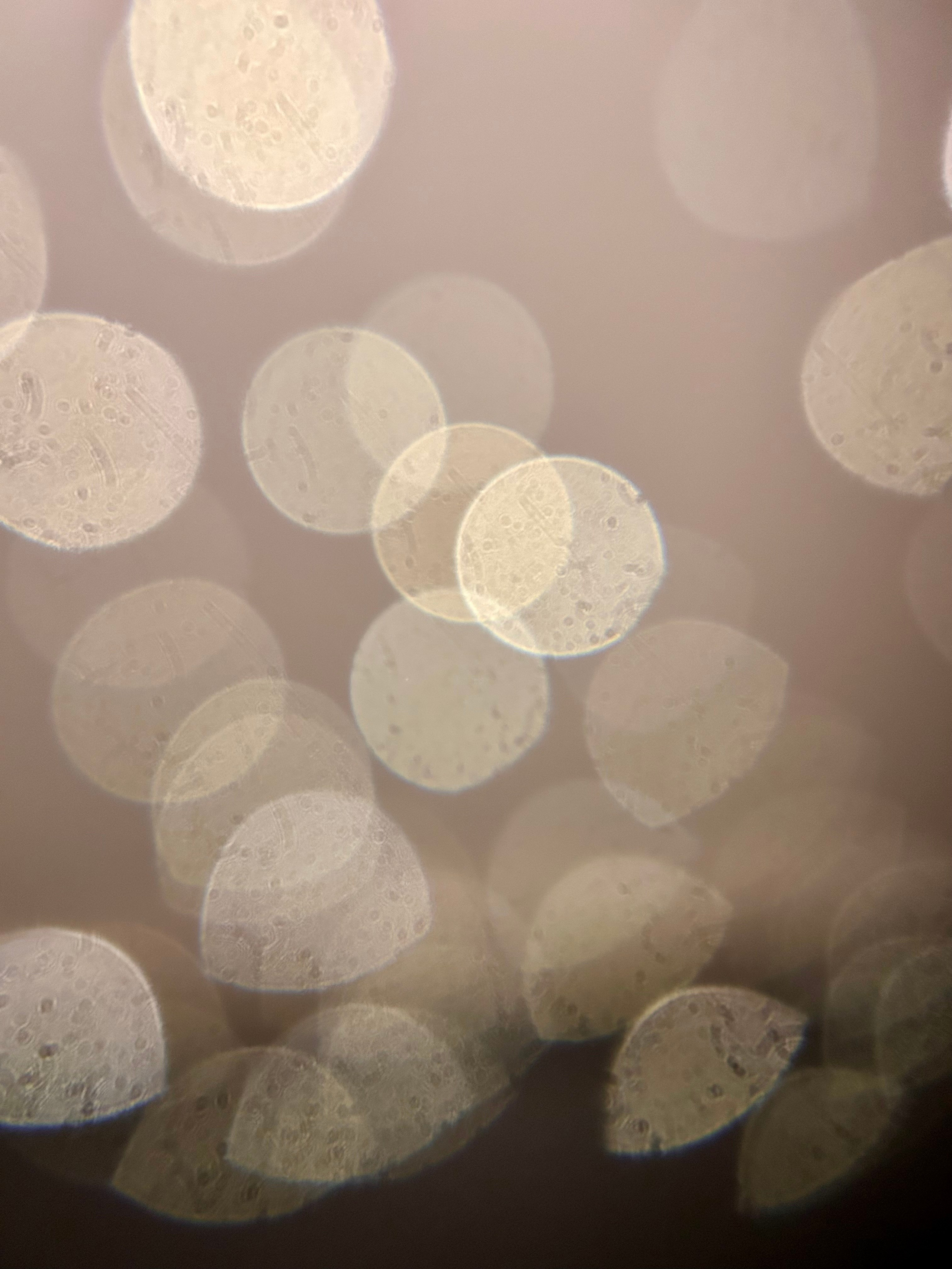 Макромир. Фотокружок «Видоискатель» ГБОУ СОШ № 291