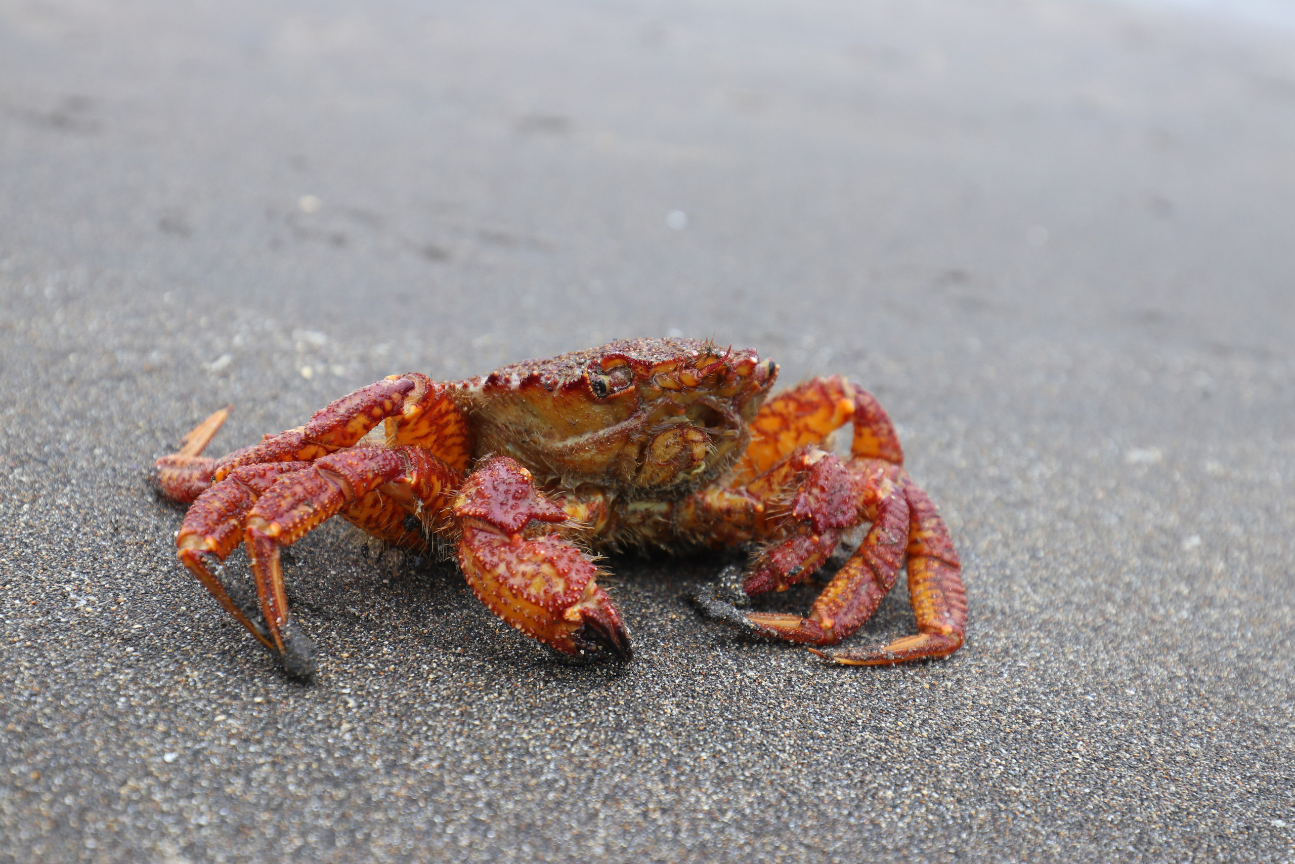 Камчатка и о. Парамушир. Июль 2024. Путешественник-фотограф из Санкт-Петербурга Татьяна Свистулина