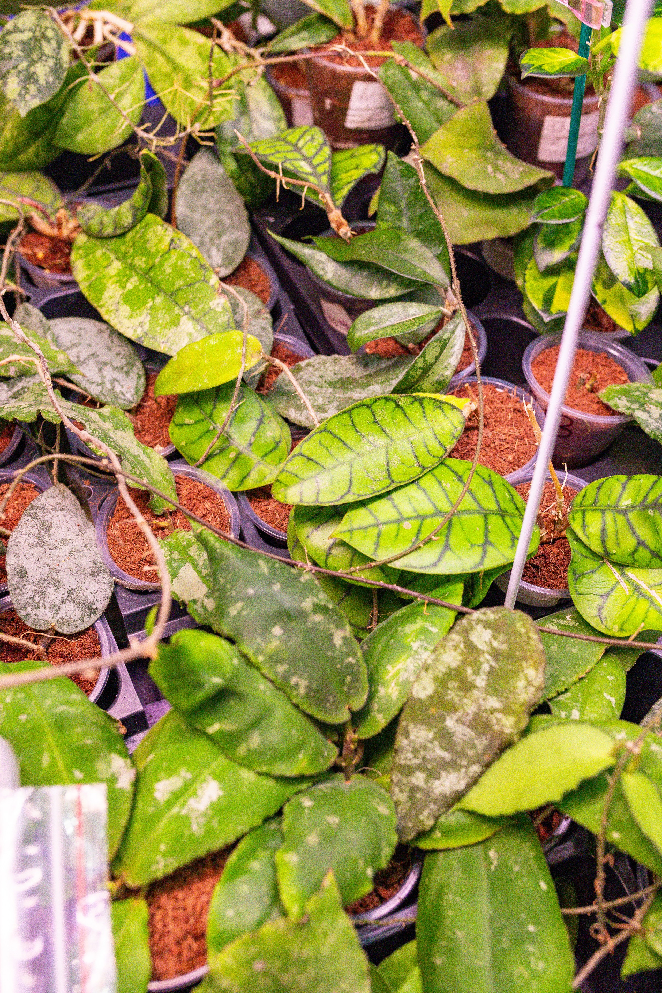 Орхидиум сентябрь 2025. Александра Куликова фотограф, Москва