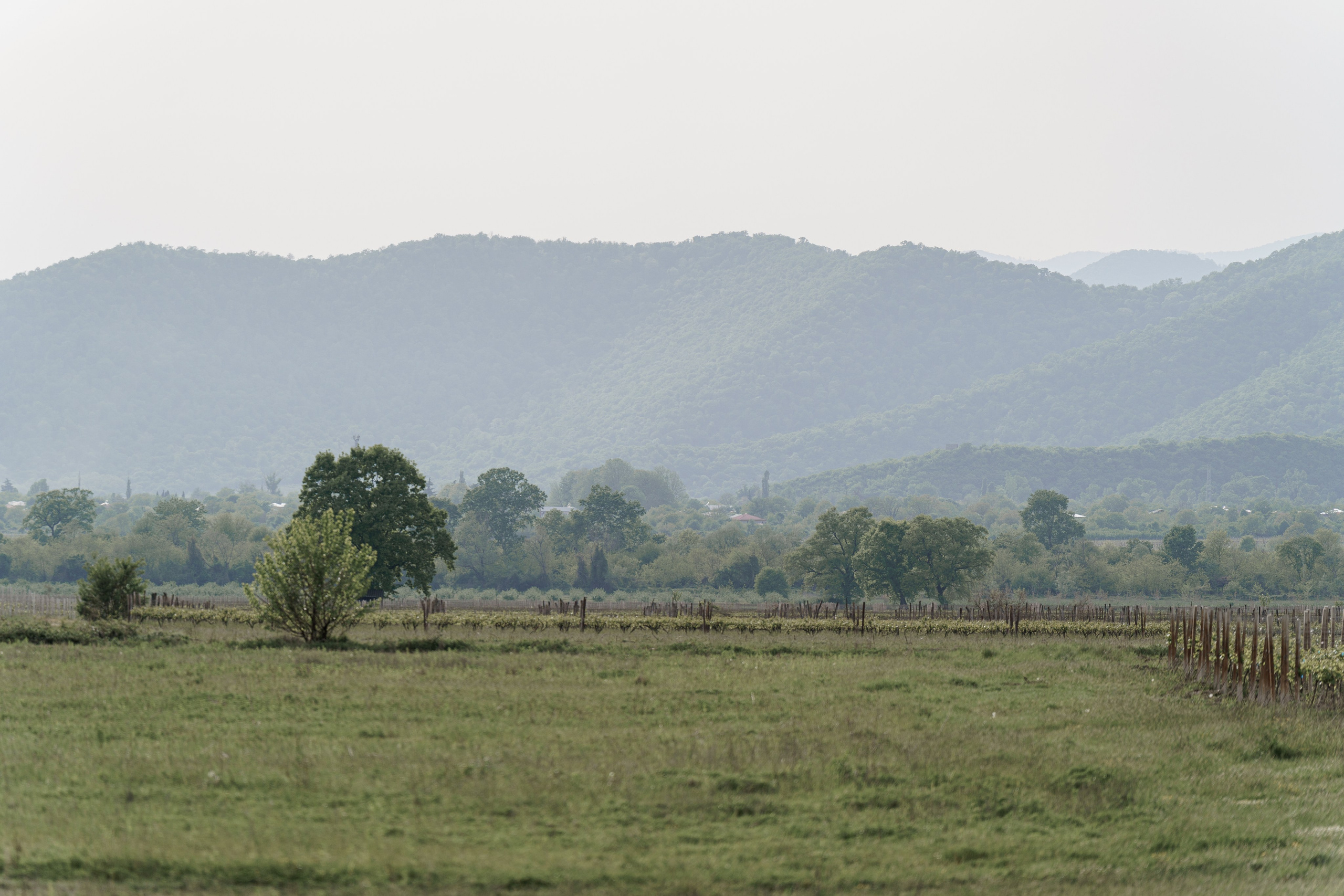 Кахетия: Семён и Лейла. Свадебный и индивидуальный фотограф Татьяна Гуляева
