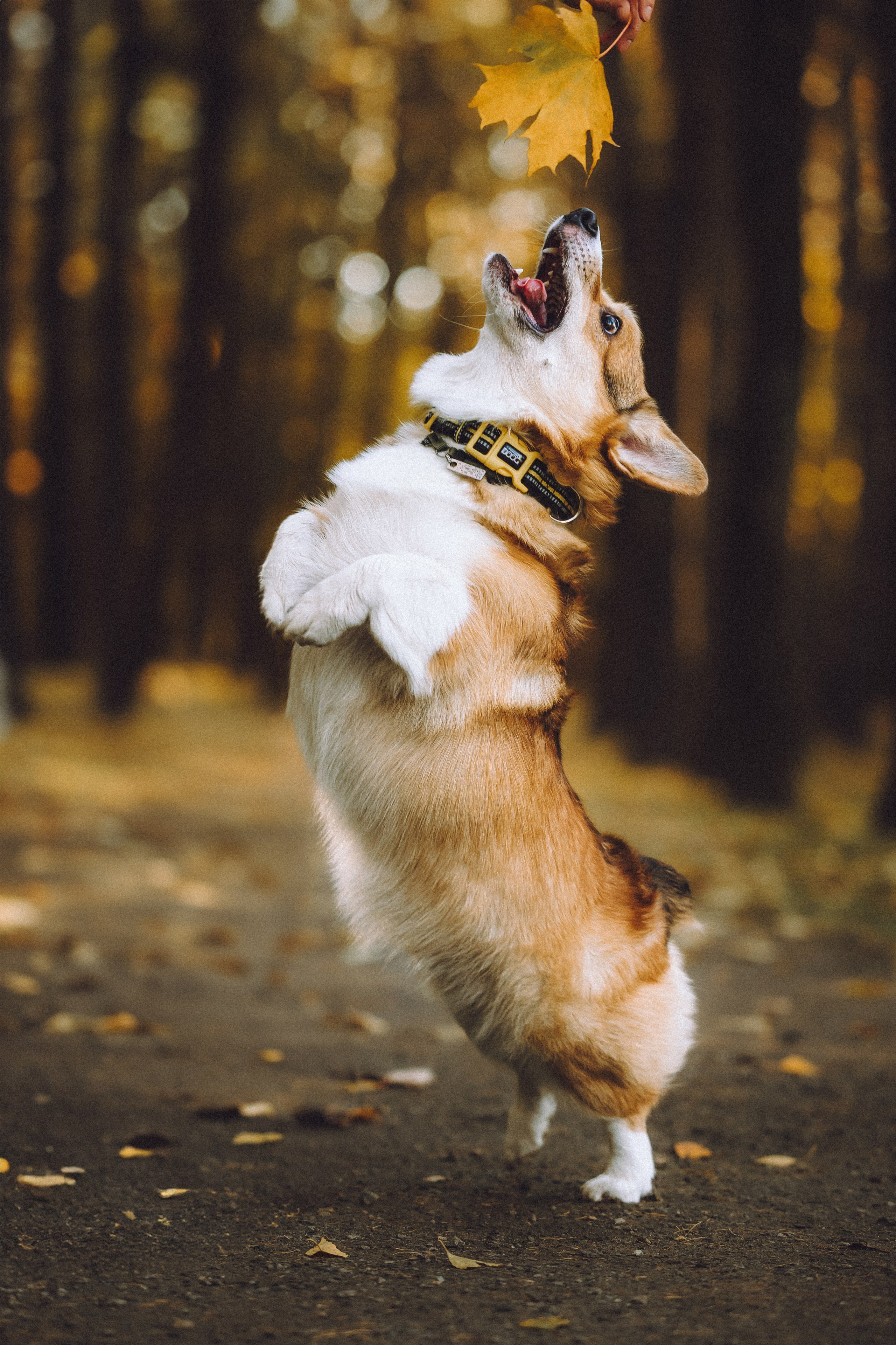 Карина, Даня и Аркаша