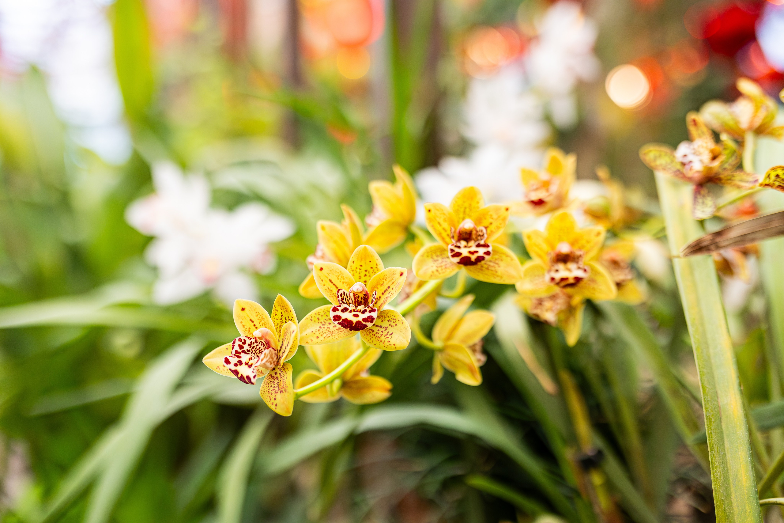 Аптекарский огород МГУ. Китай. Александра Куликова фотограф, Москва