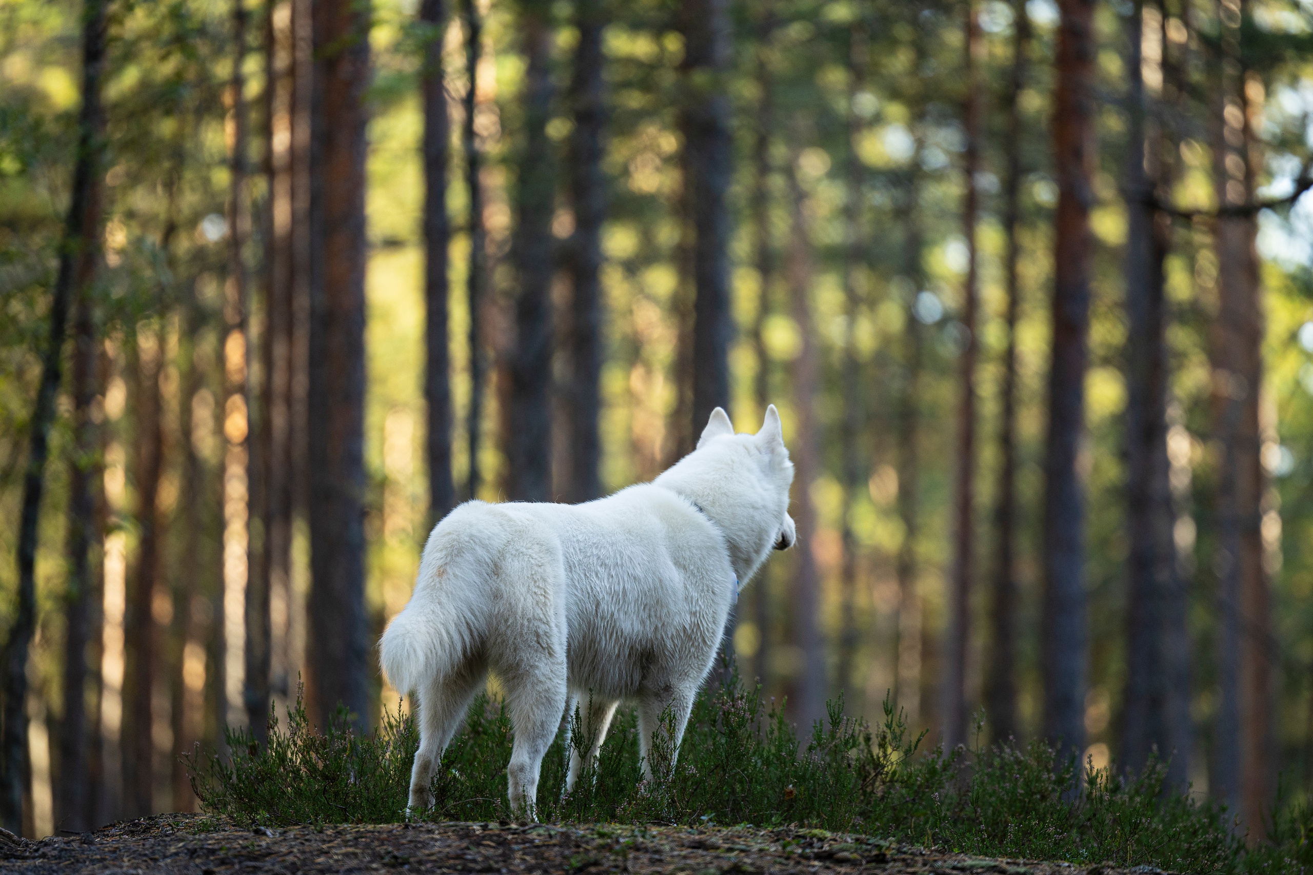 Гаруда и Рейн. Фотограф-анималист Анна Маринич