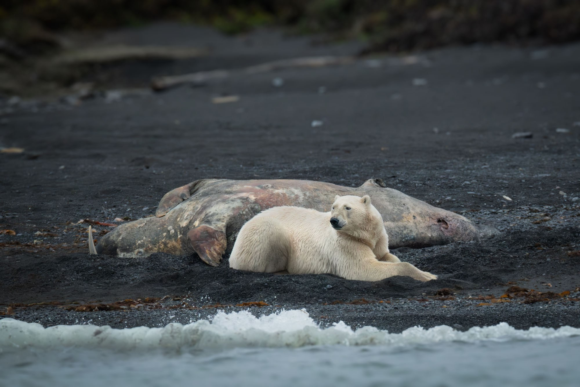 Фотографии животный мир России