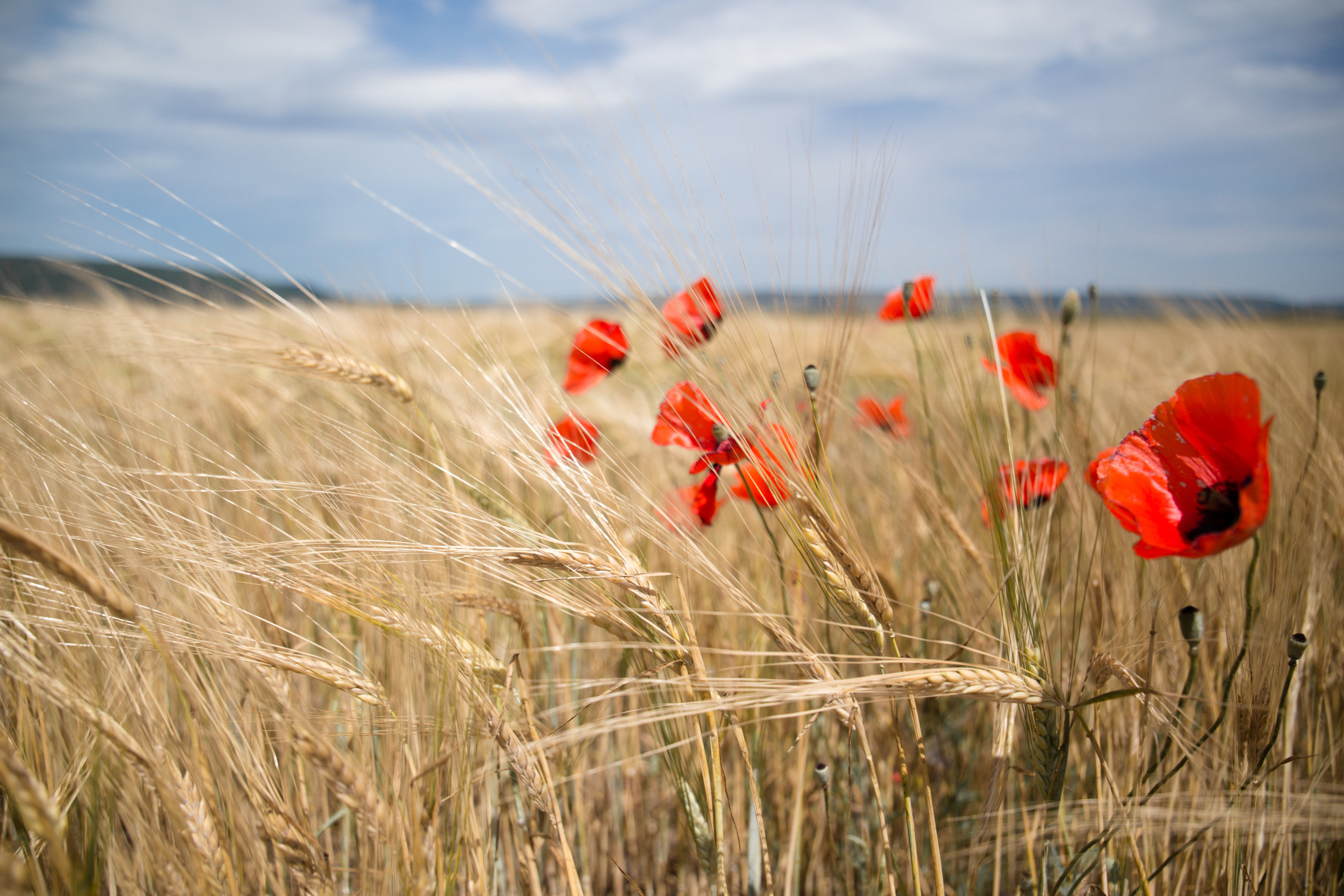 Природа. Фотограф и видеограф в Стокгольме — Любовь Лангер