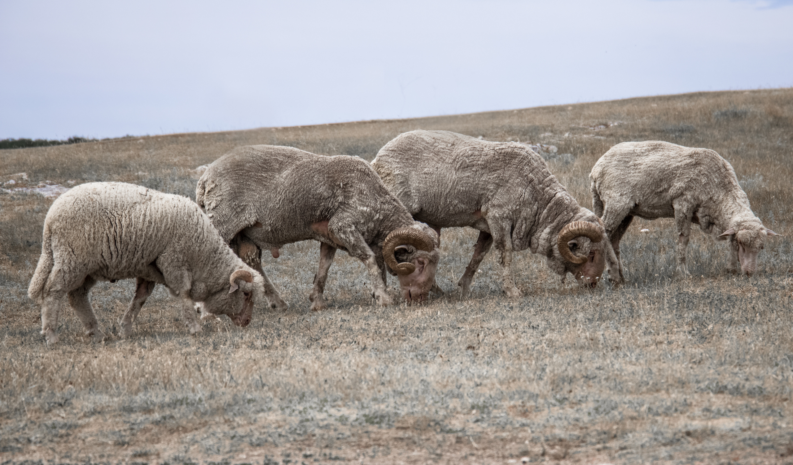 Природа. Фотограф и видеограф в Стокгольме — Любовь Лангер