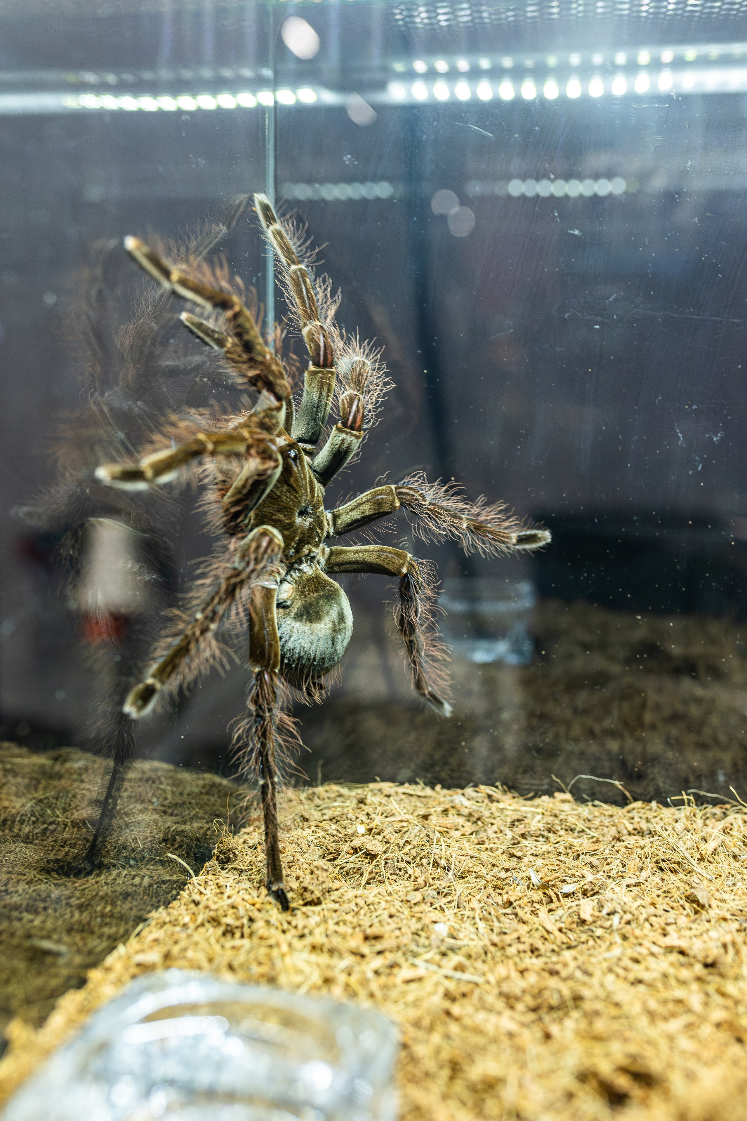 Рептилиум июнь 2025. Александра Куликова фотограф, Москва