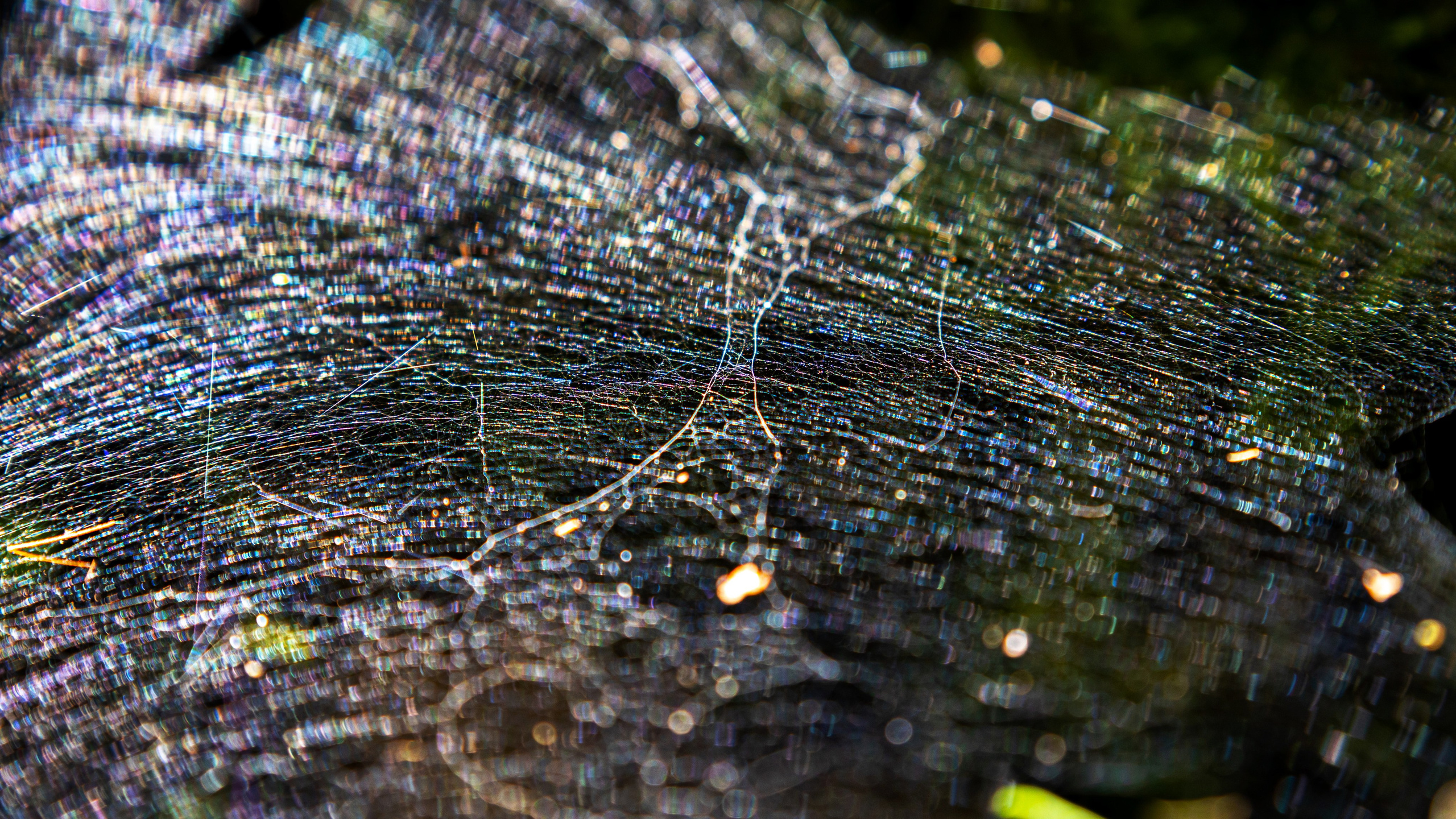 паутинка в лучах солнца