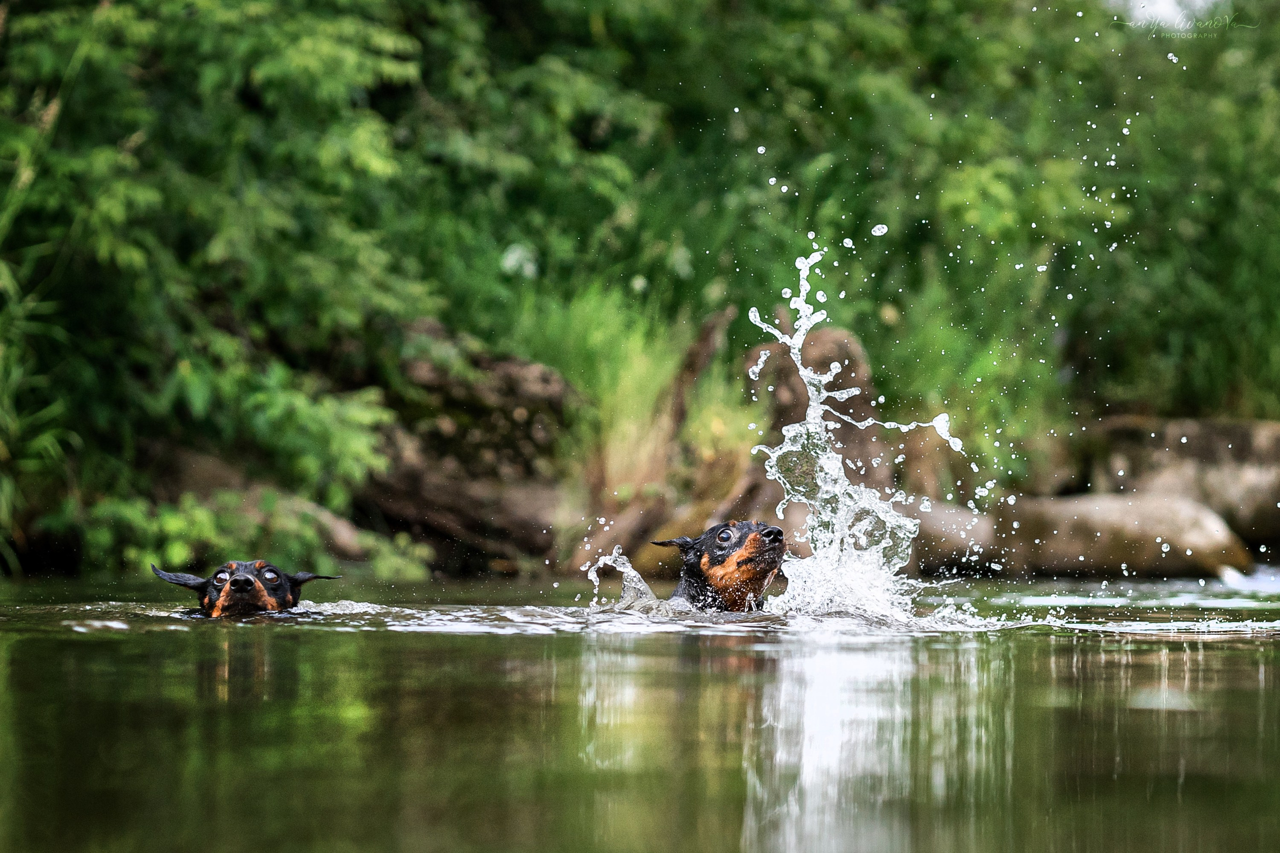 Водопады. Фотограф анималист Аня Ливанова | Рыбинск