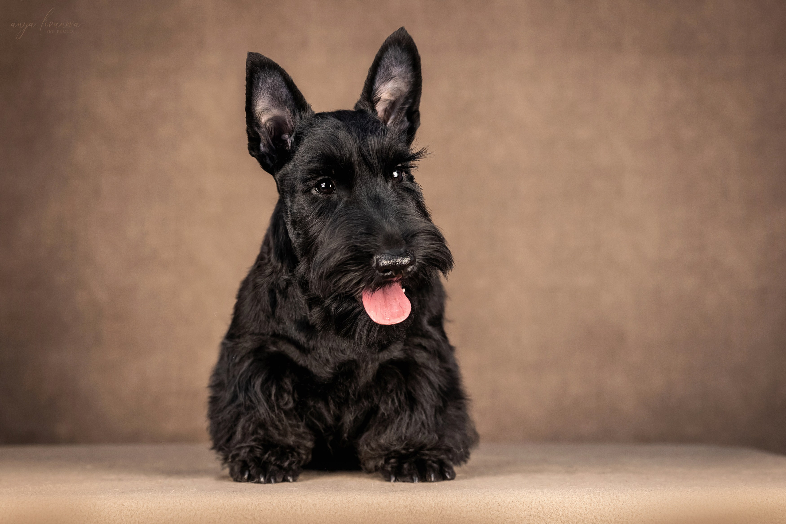 Скотчики. Фотограф анималист Аня Ливанова | Рыбинск