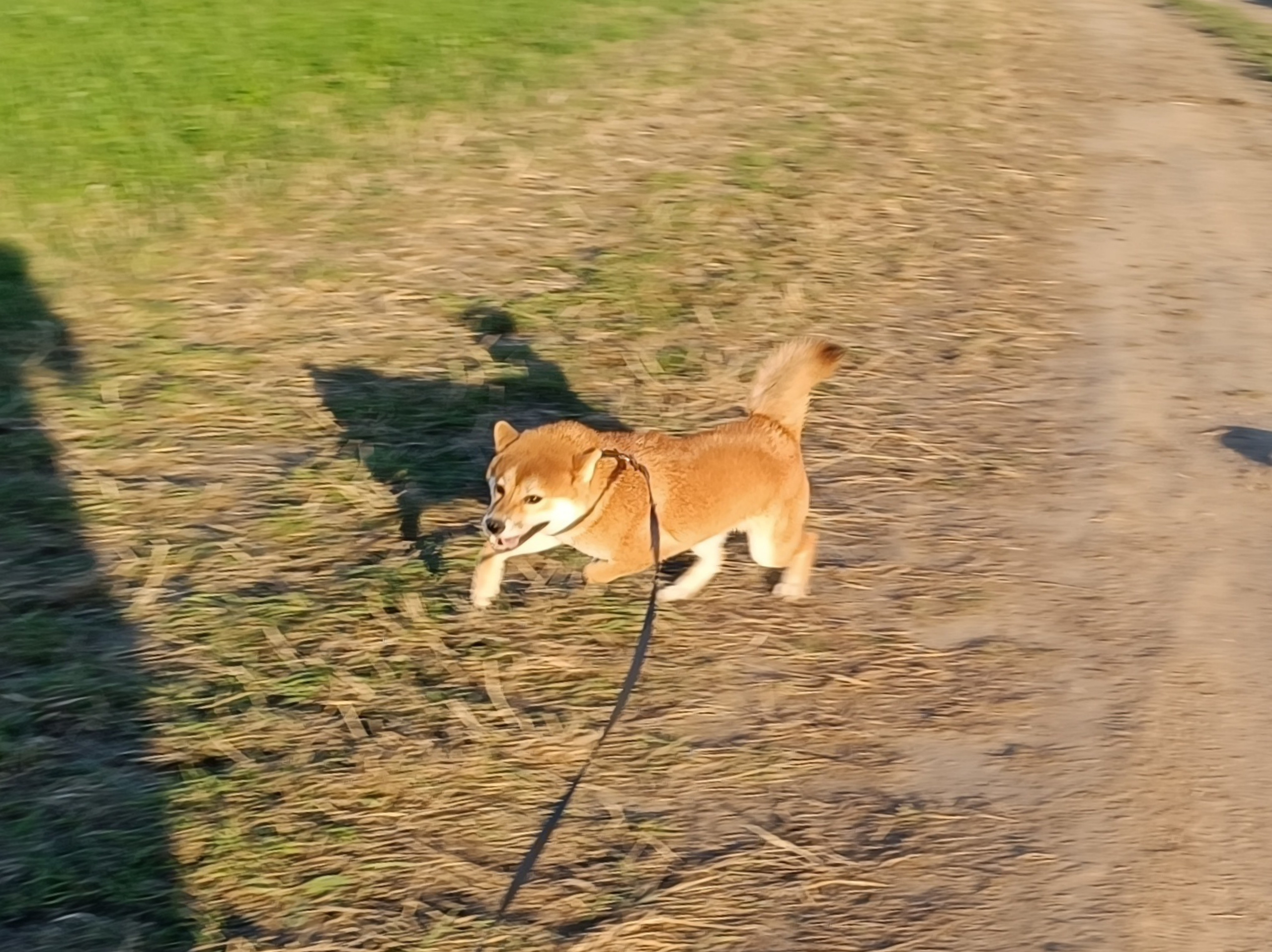 Сиба Rubylight Ellis питомник Рубилайт