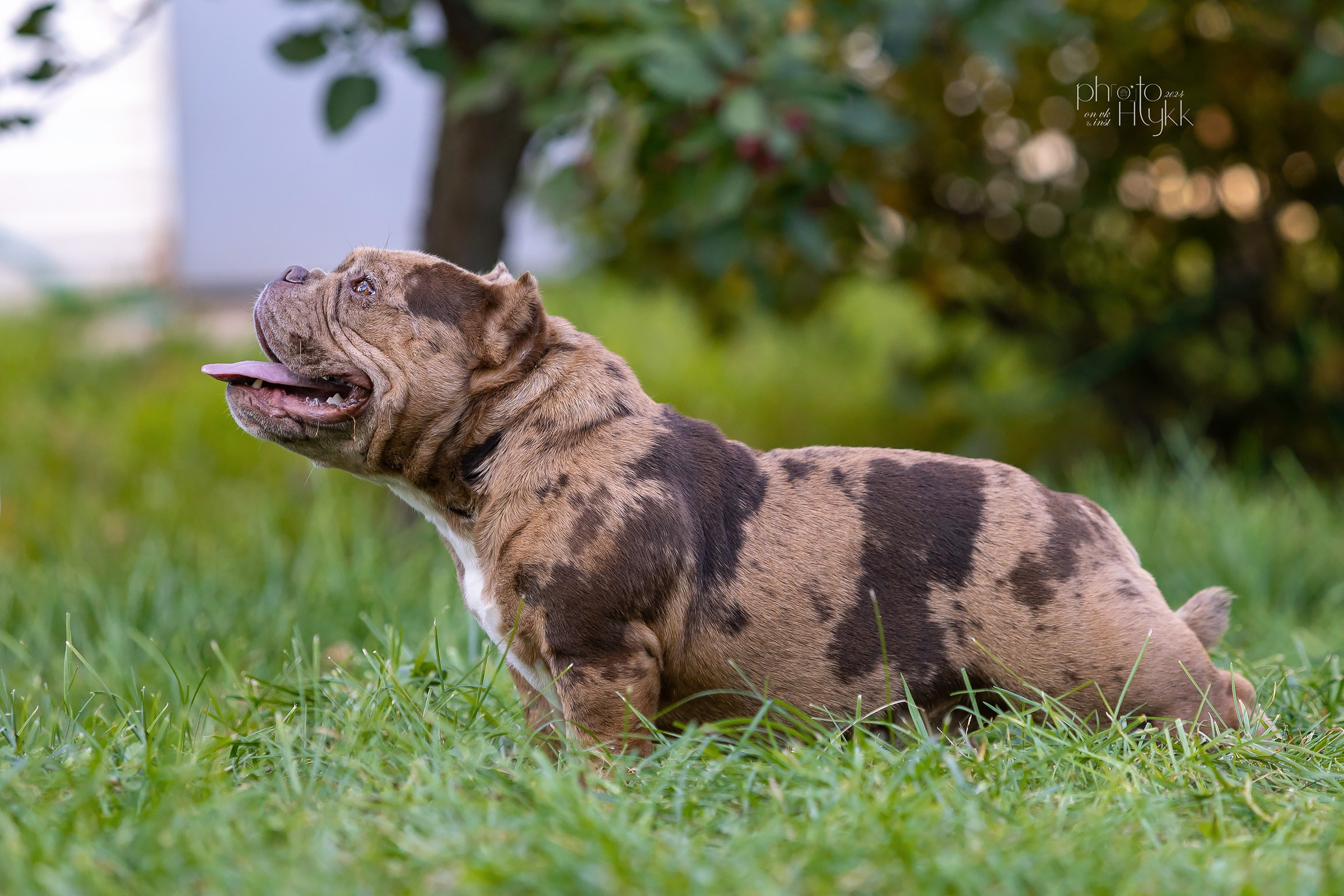 Американские булли. Htykk_photo