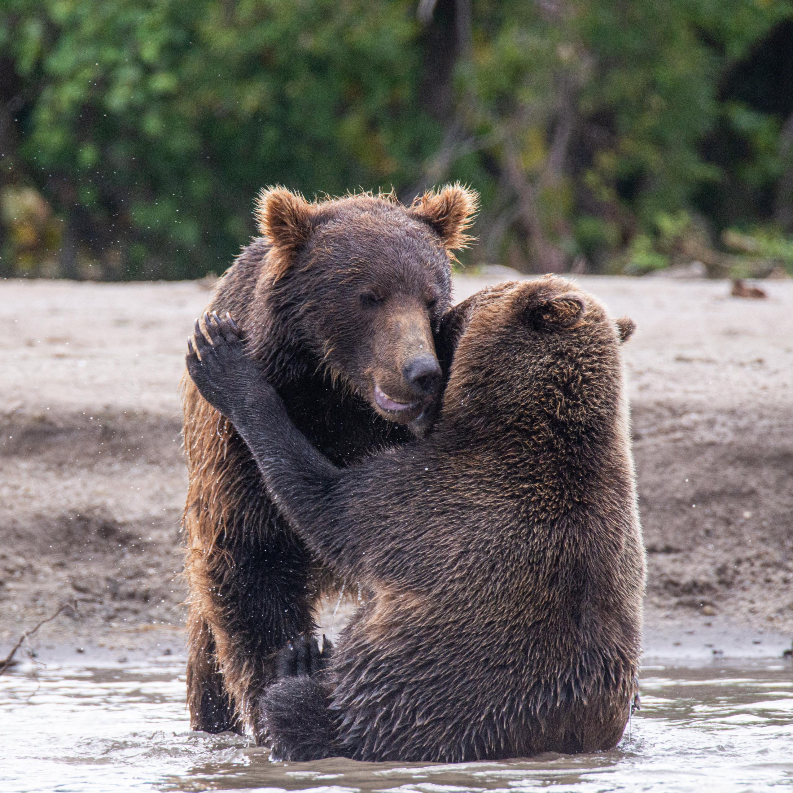 Камчатка — земля медведей. Игорь Иванко — Репортажный и событийный фотограф. Москва