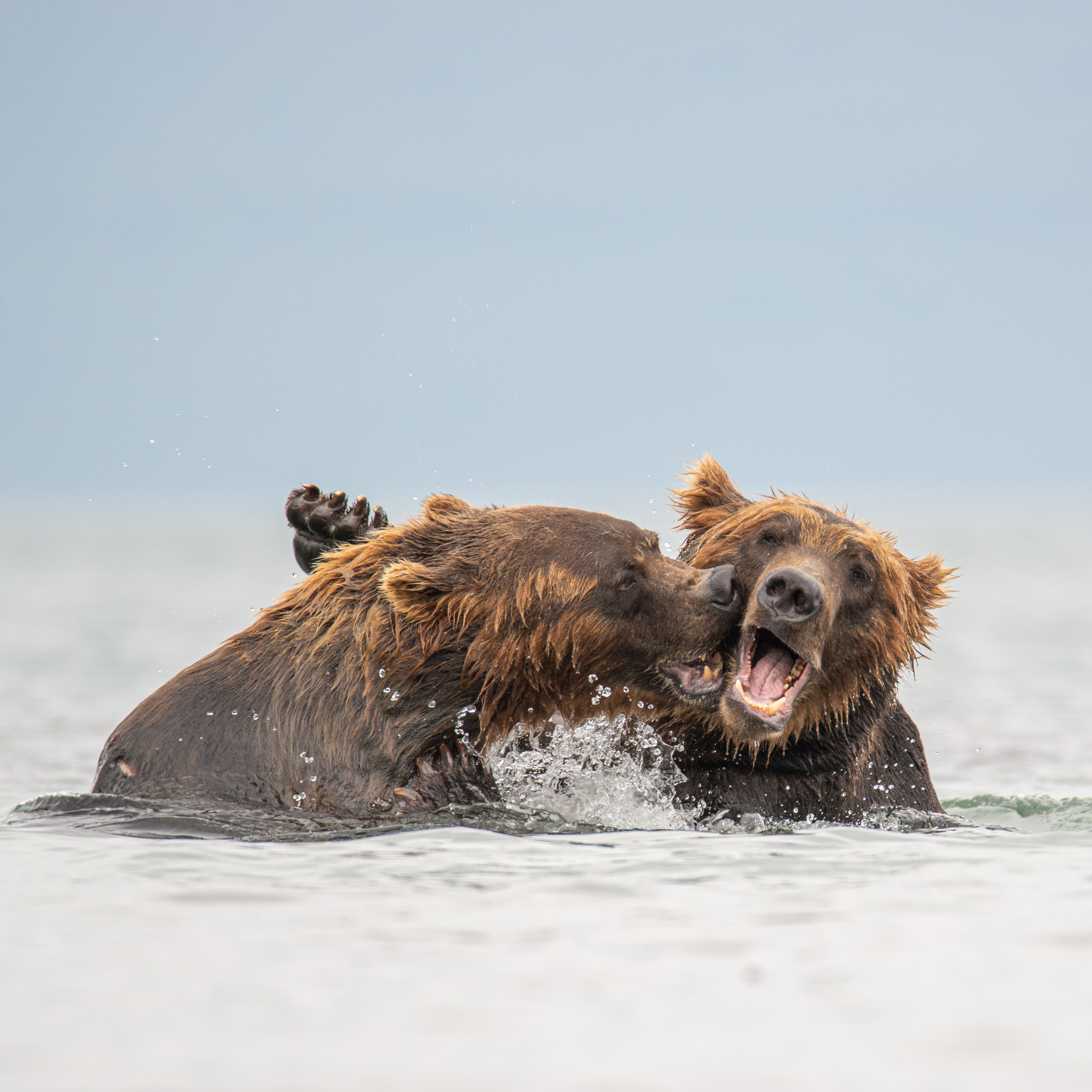 Камчатка — земля медведей. Игорь Иванко — Репортажный и событийный фотограф. Москва