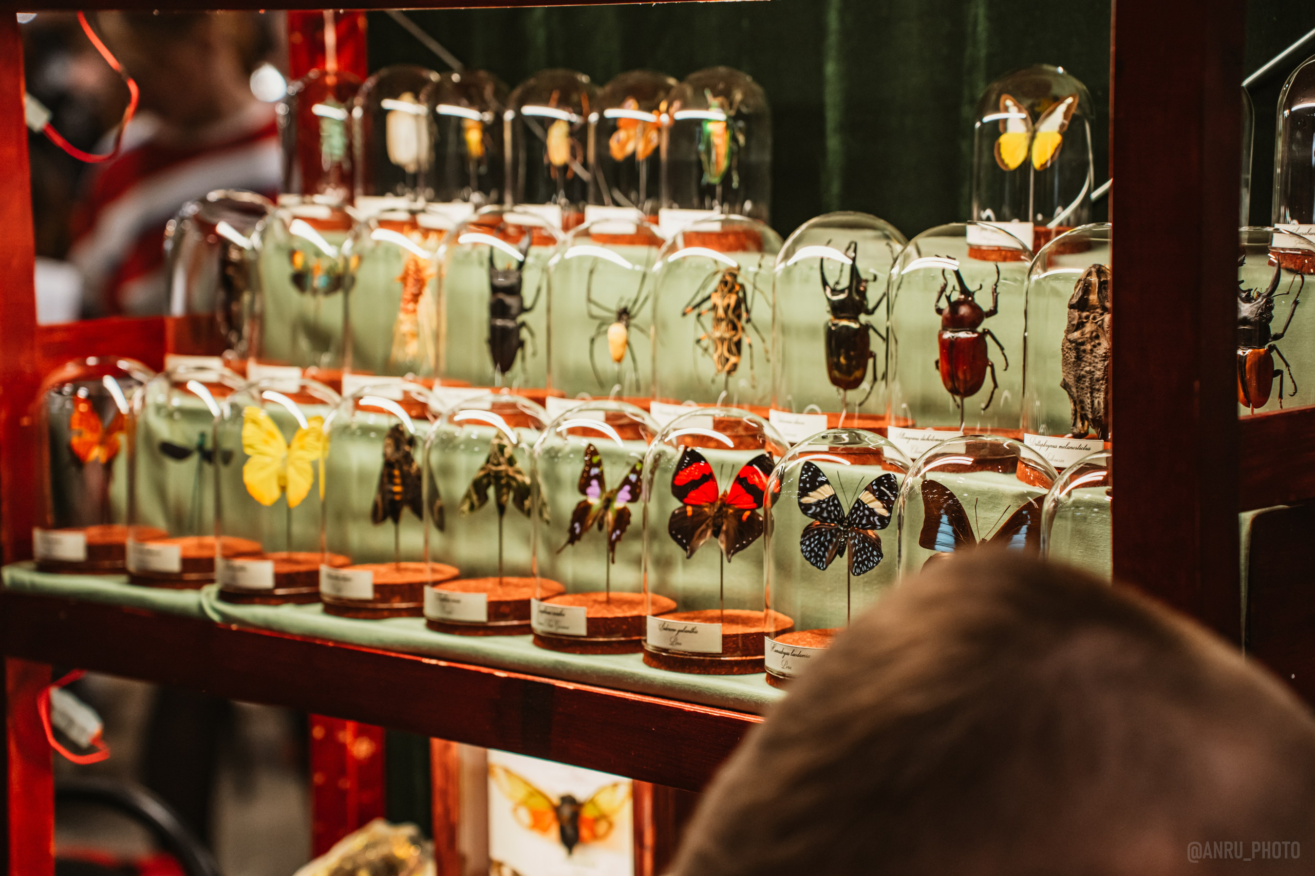 Рептилиум (ручная работа). Репортажный фотограф Анастасия Рубцова