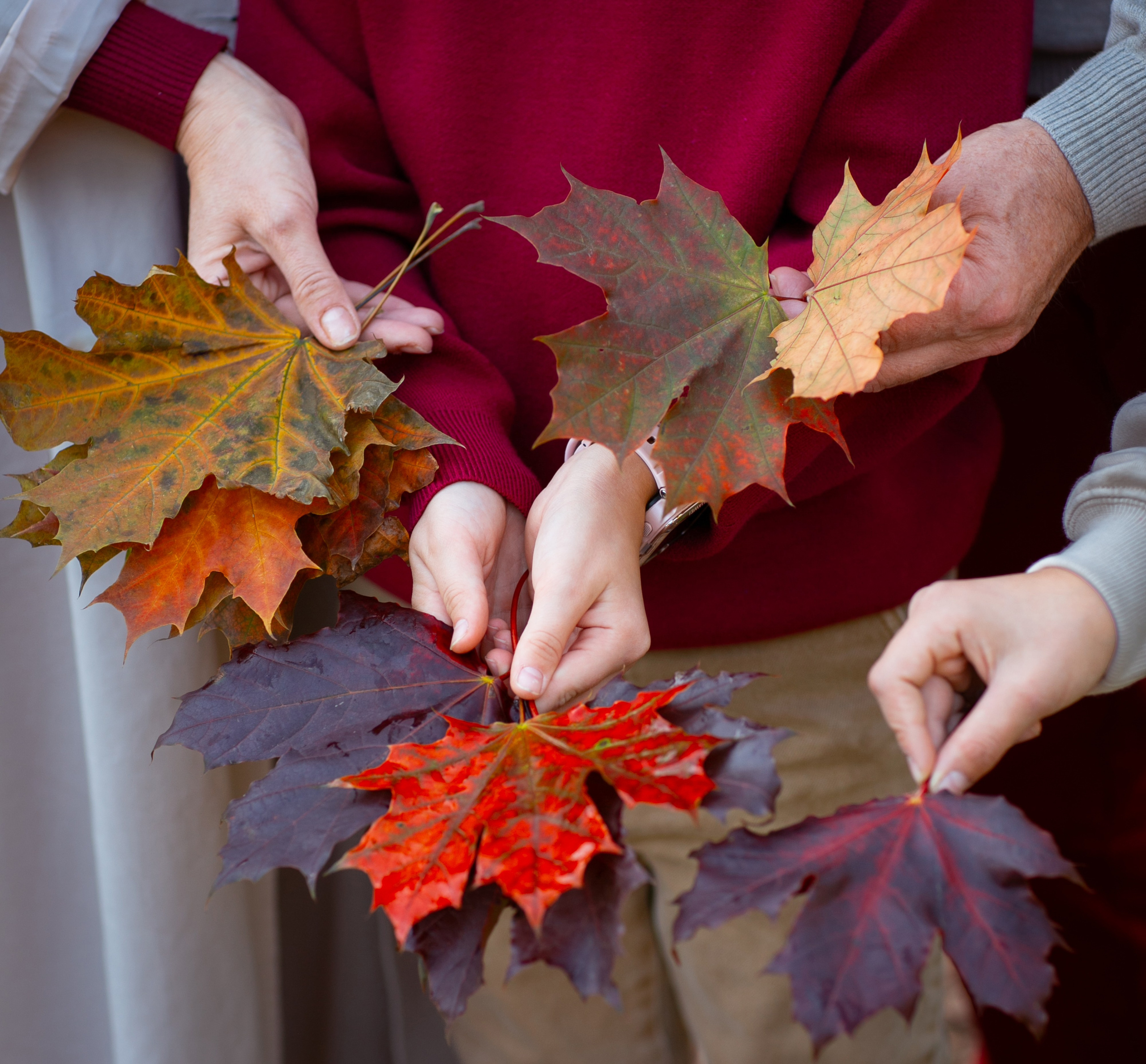 Осень в Ботаническом саду. Семейный и детский фотограф, женский портрет Москва Светлана Мертикова