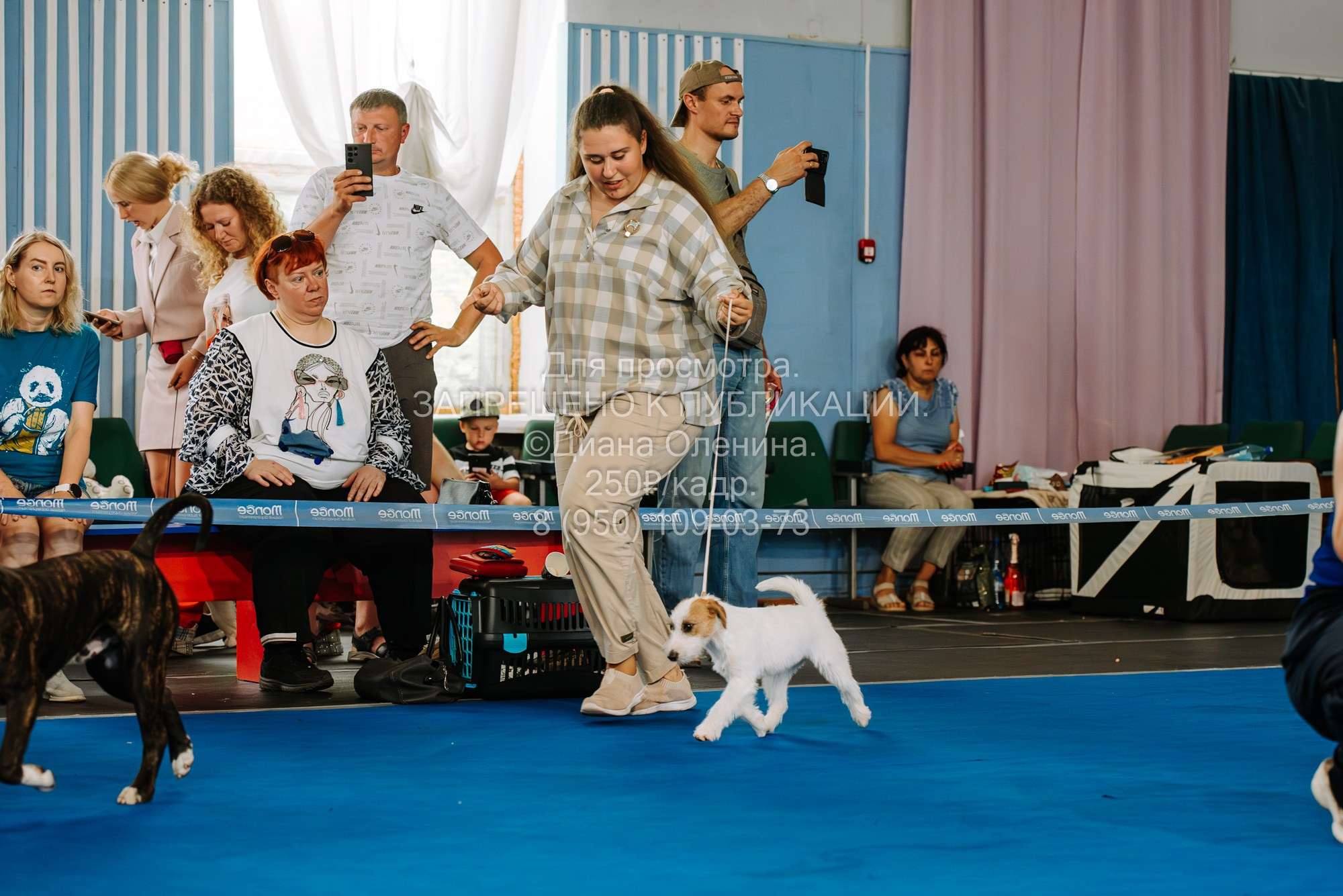 Национальная выставка собак всех пород ранга САС-IKU «Кубок Красноярск. Фотограф Диана Оленина Красноярск / Братск