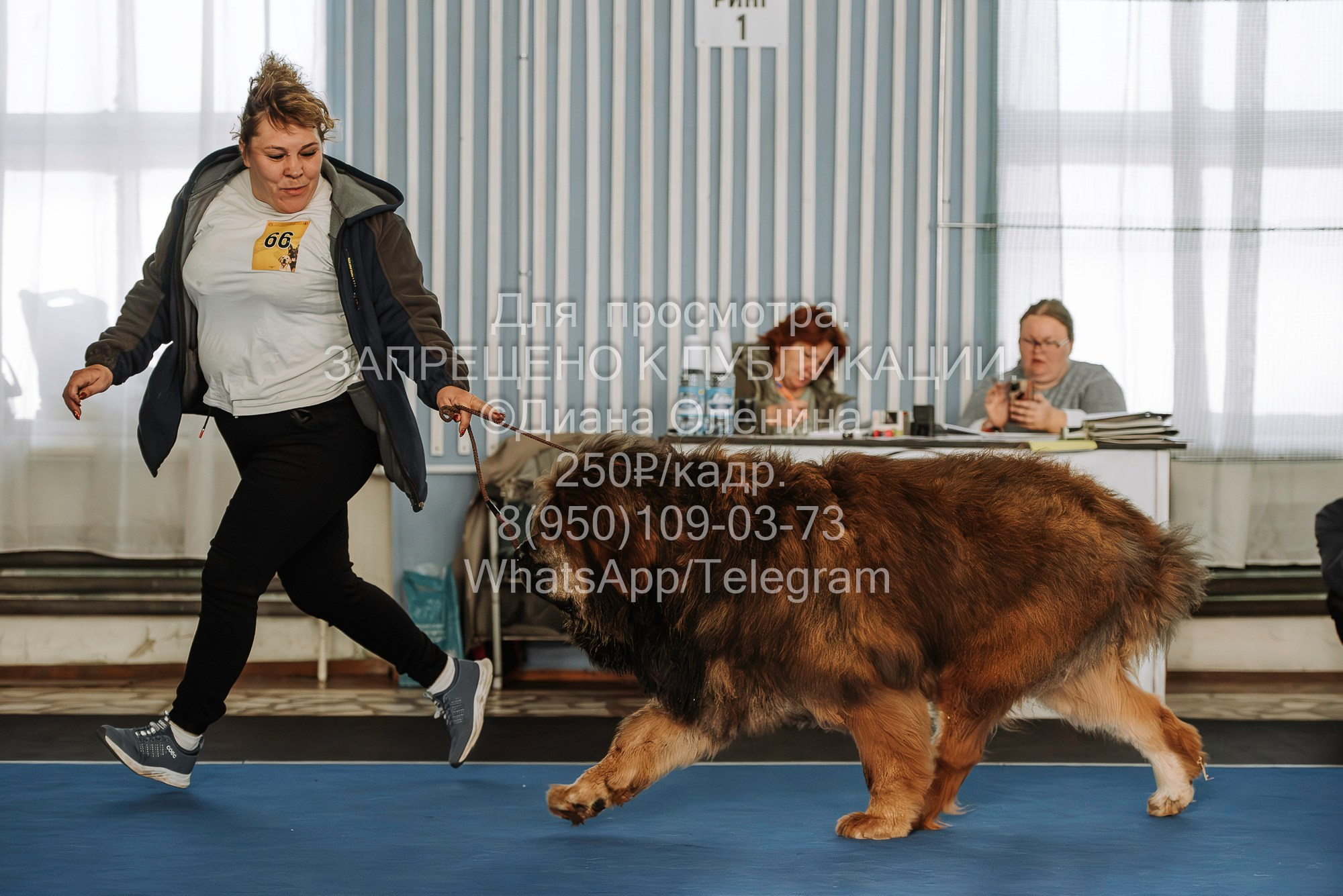 Выставка собак Красноярск 29.10.2023. Фотограф Диана Оленина Красноярск / Братск