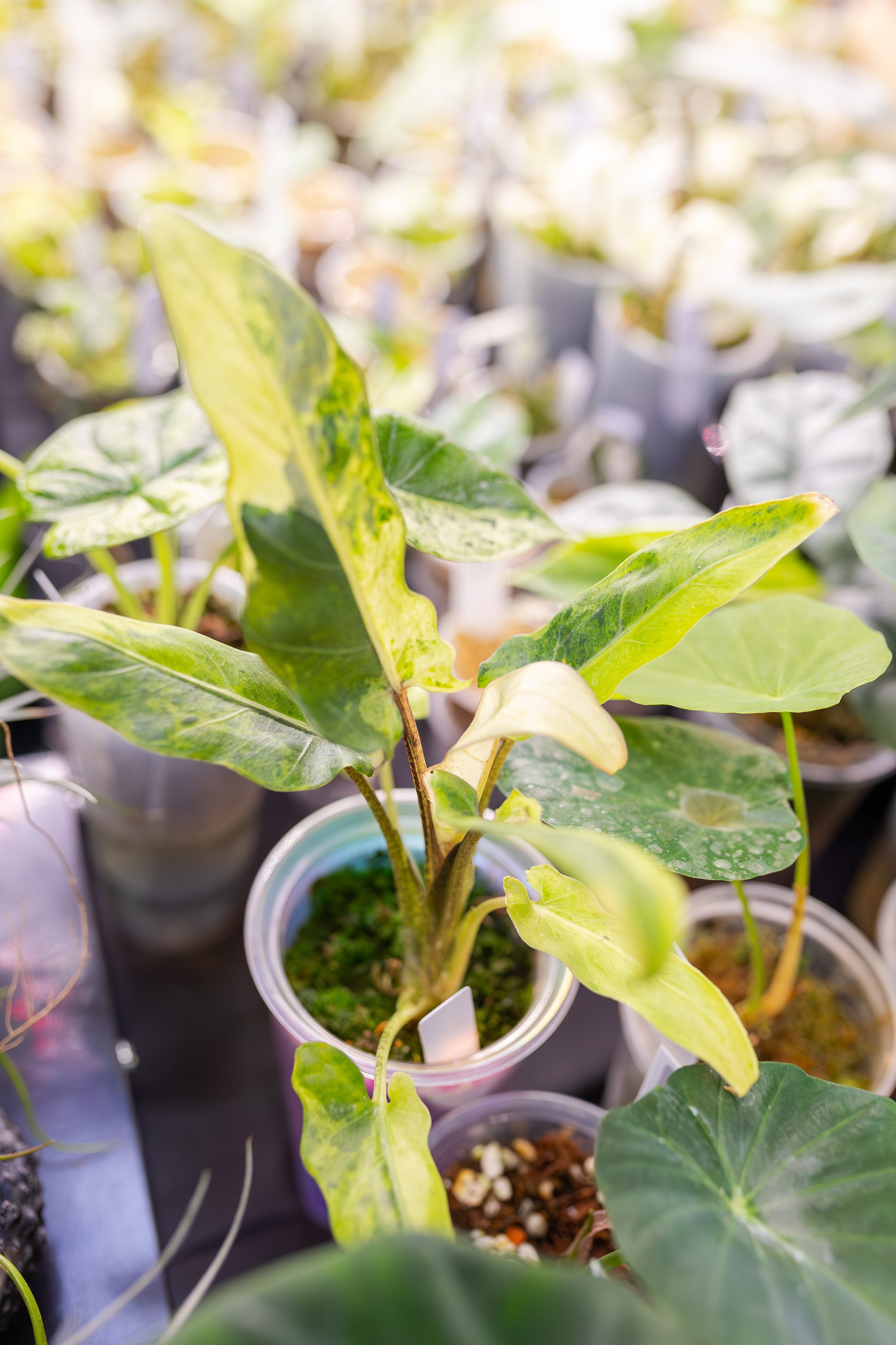 Монстериум апрель 2026. Александра Куликова фотограф, Москва