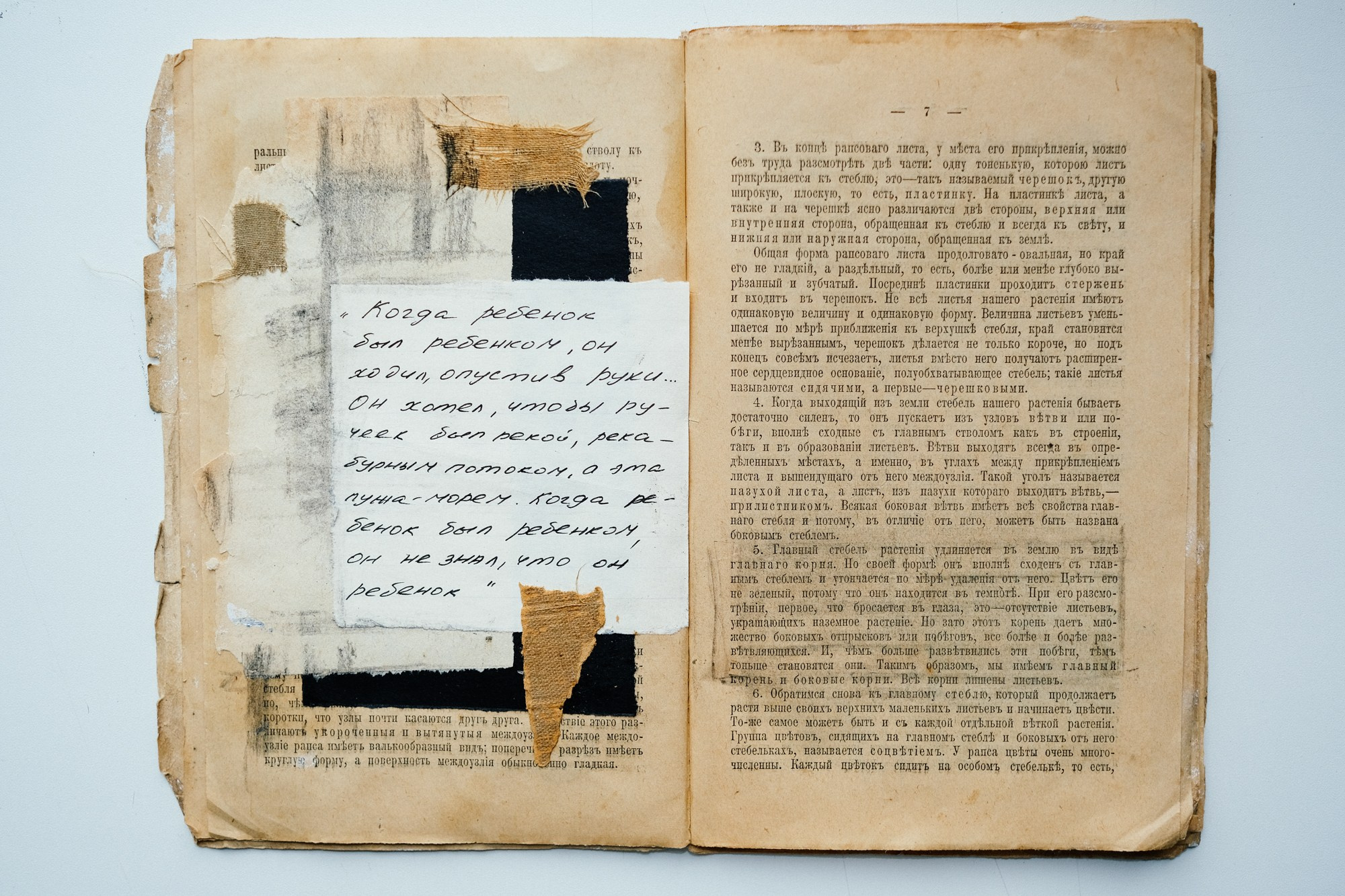 Familia Genus Exsiccata. Художница Юлия Павлова