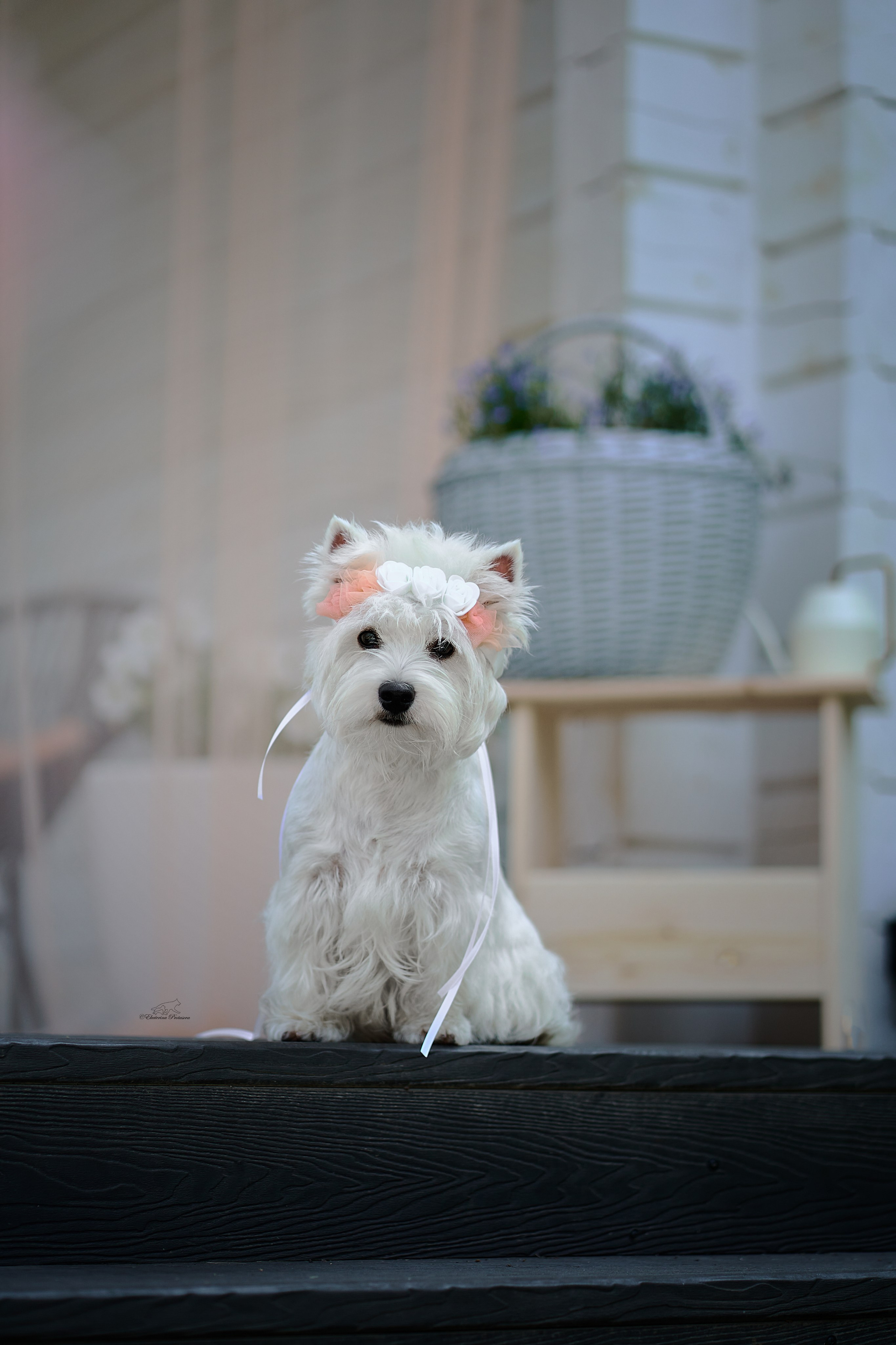 Екатерина и ее вестики. Фотограф-анималист в Иркутске