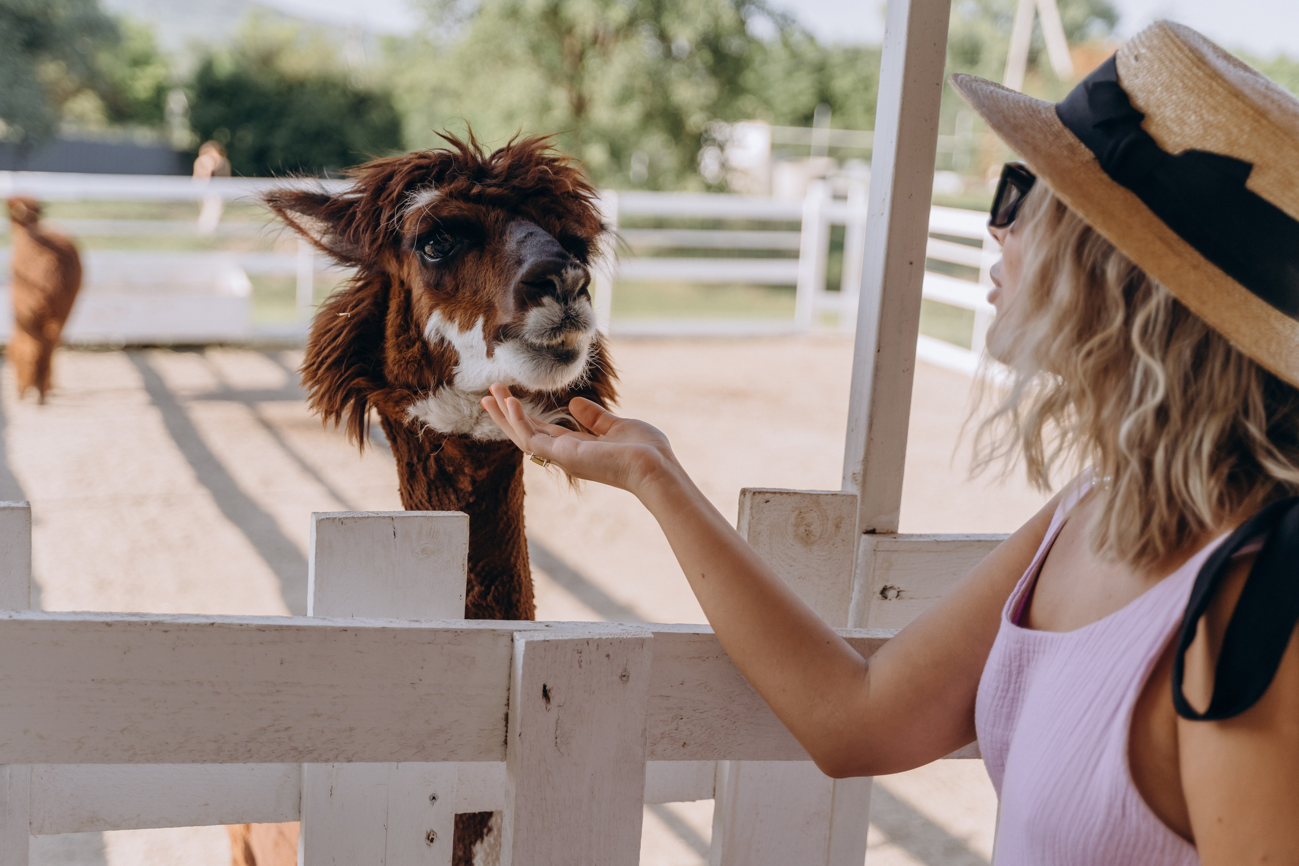 Ферма Альпак. Фотограф Ларионова Надежда|Ставрополь