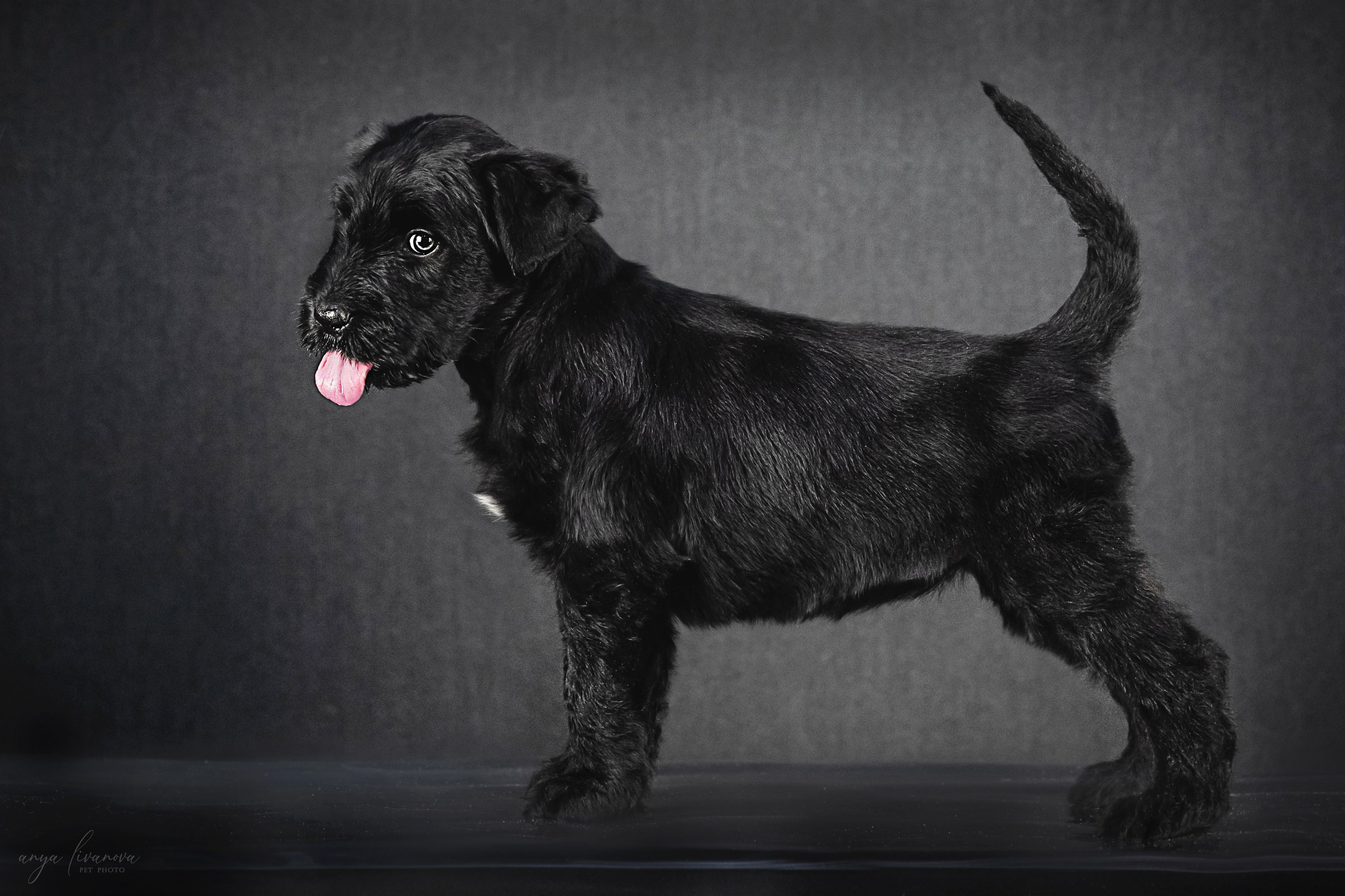 РЧТ. Фотограф анималист Аня Ливанова | Рыбинск