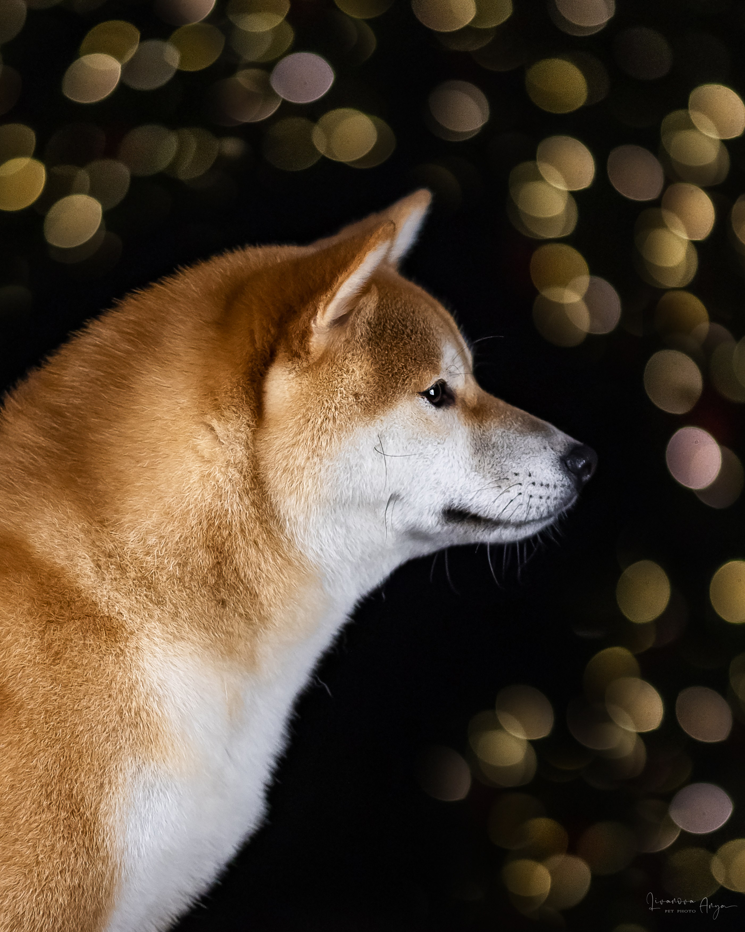 Фотодень_3 2025. Фотограф анималист Аня Ливанова | Рыбинск