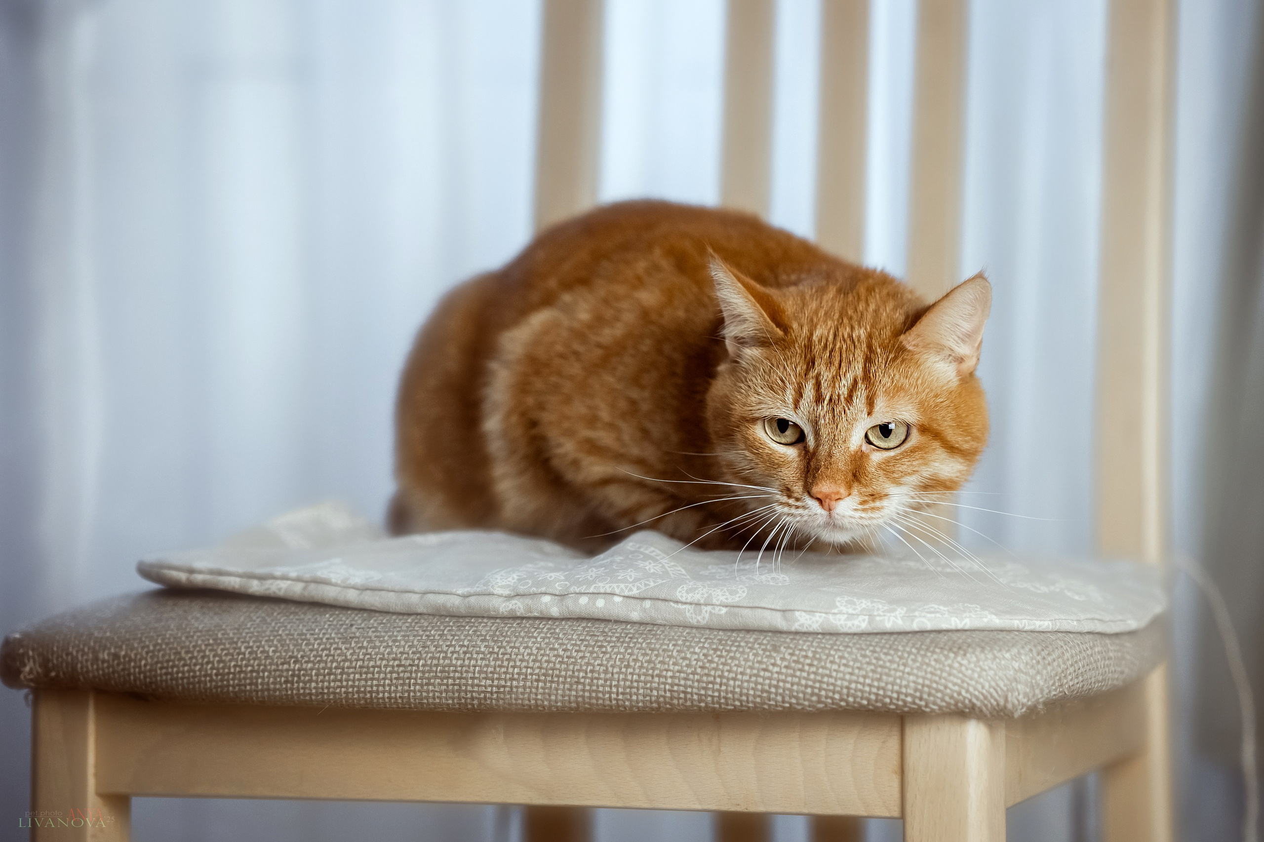 Ника. Фотограф анималист Аня Ливанова | Рыбинск