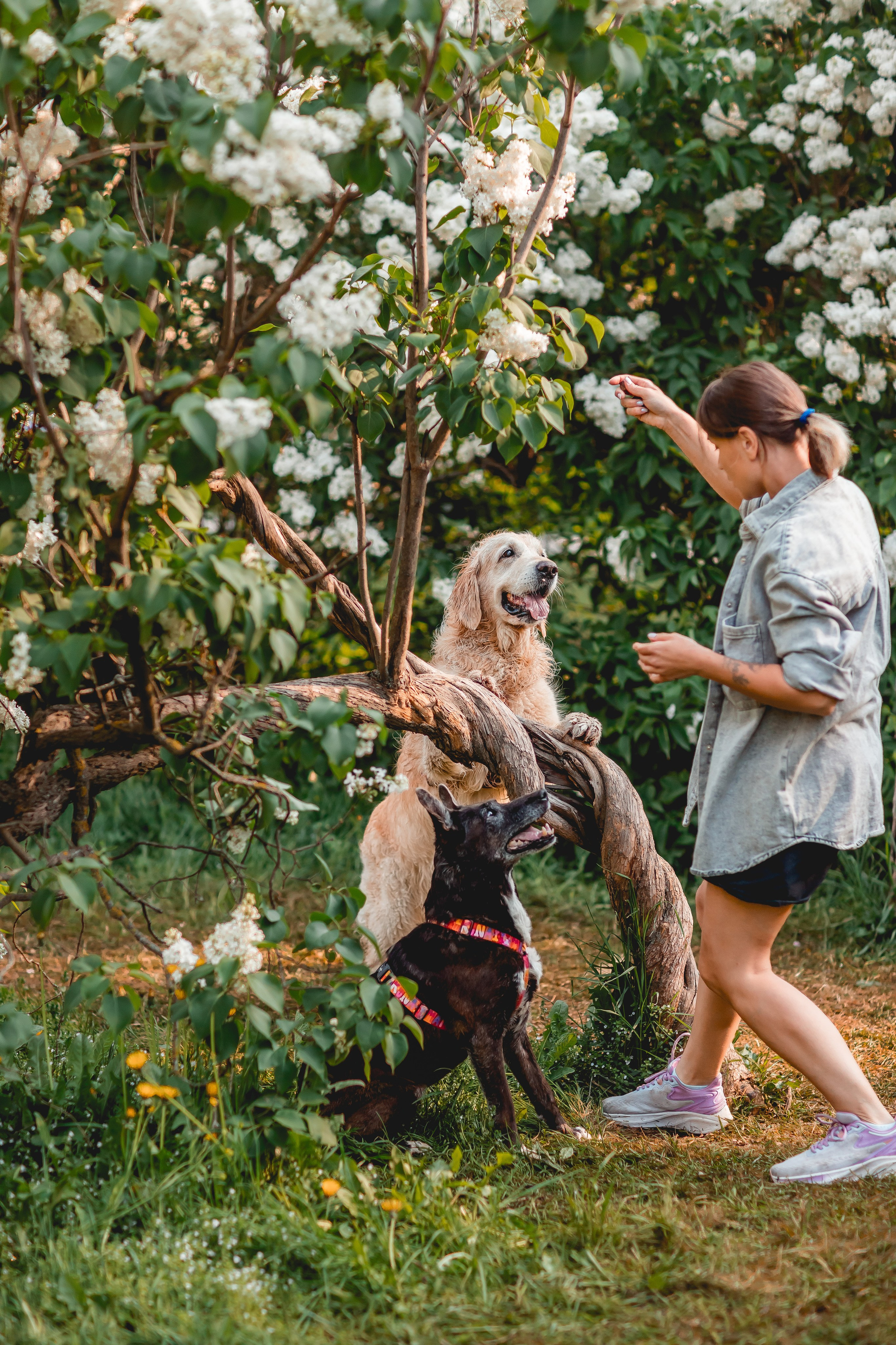 Ира, Альма и Белла. Семейный фотограф анималист Мария Крючкова