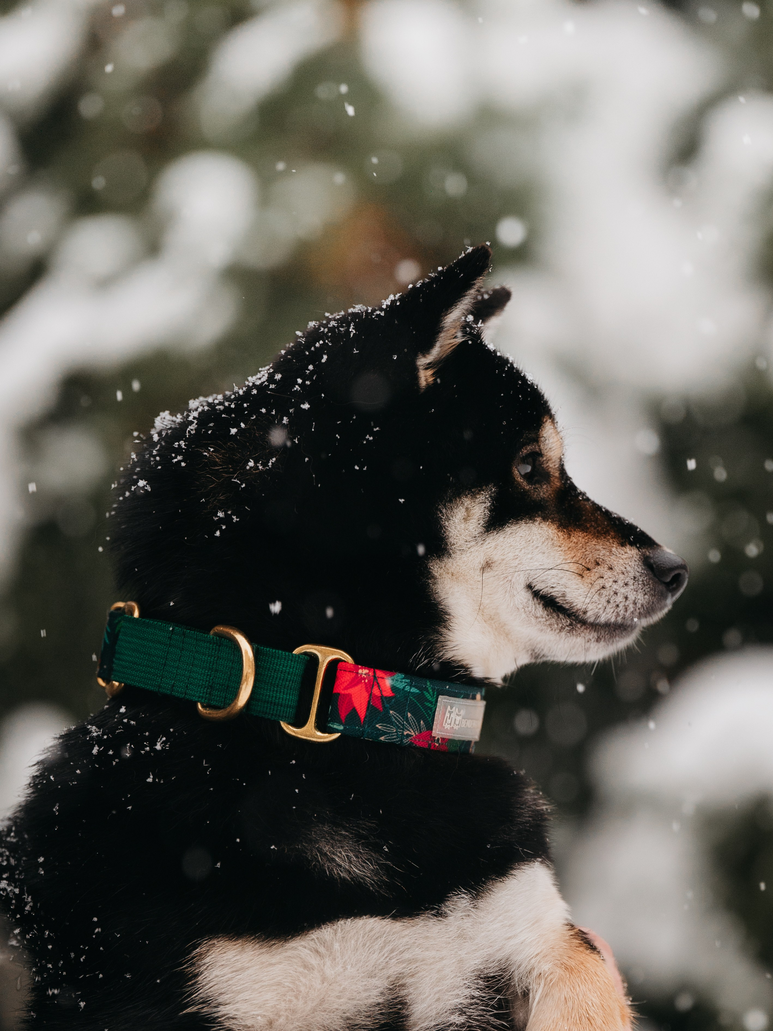 Bender&Frai. Зимняя коллекция. Семейный фотограф анималист Ананьева Мария — Москва